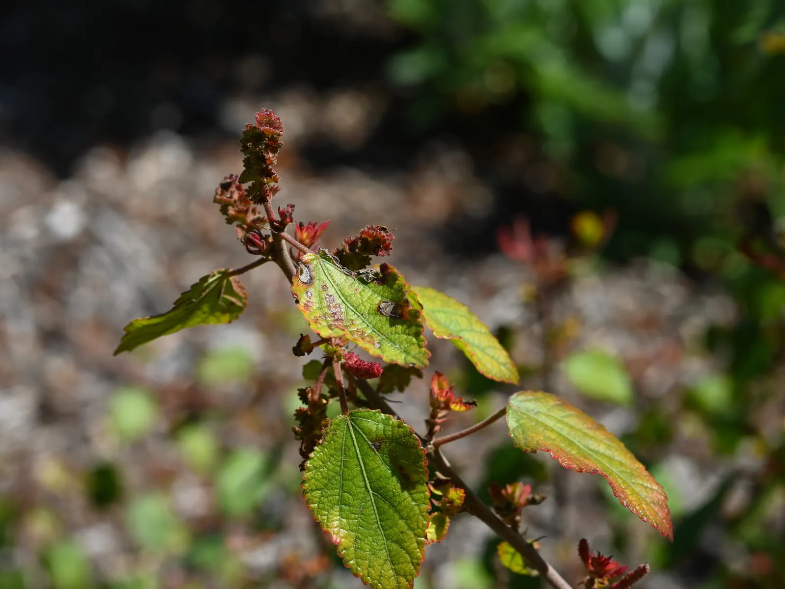 California Copper Leaf (Acalypha Californica) — red flowers in the garden