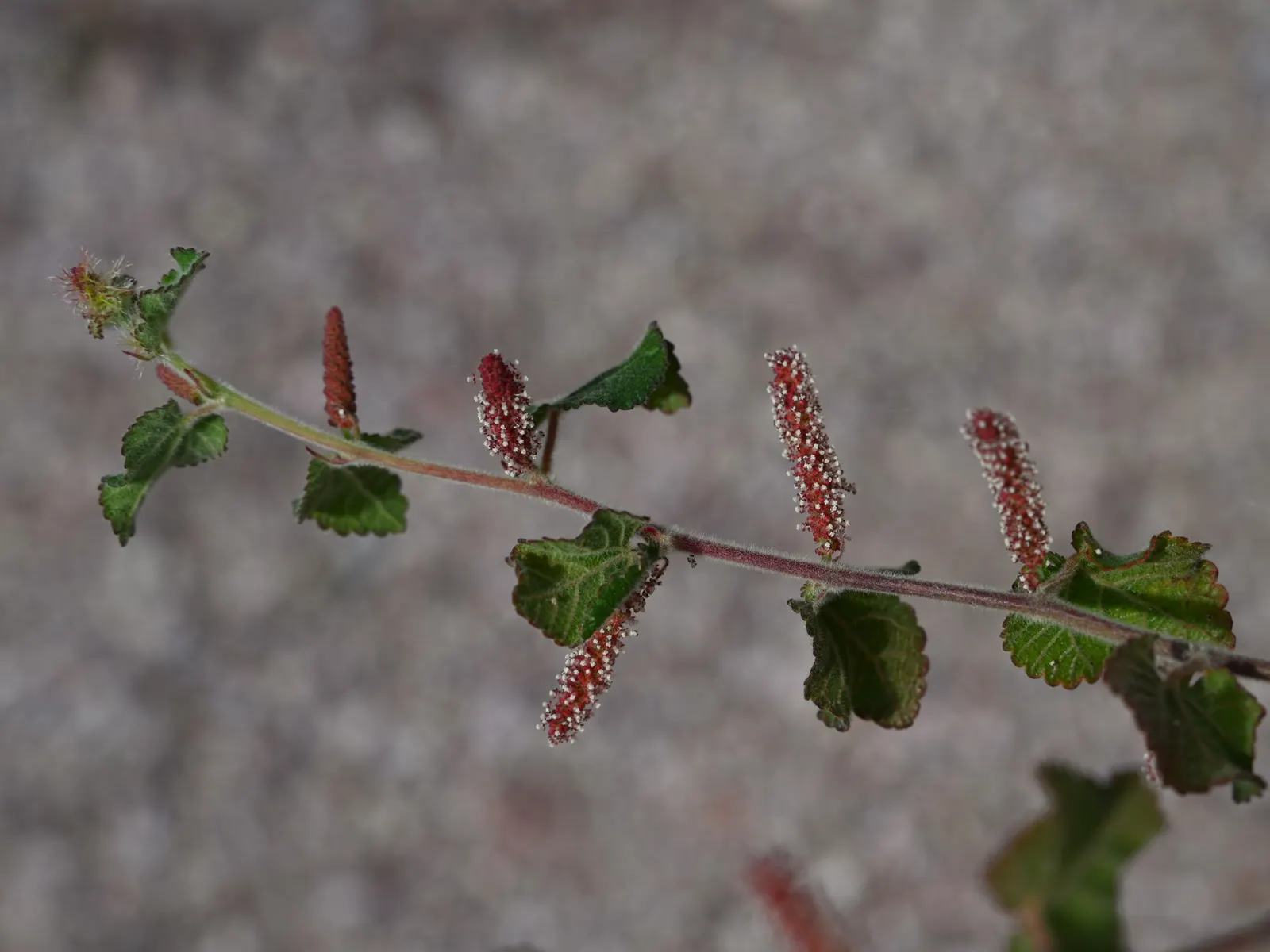 California Copper Leaf (Acalypha Californica) — The plant's water needs are low once established, aligning with eco-friendly, water-wise garden principles