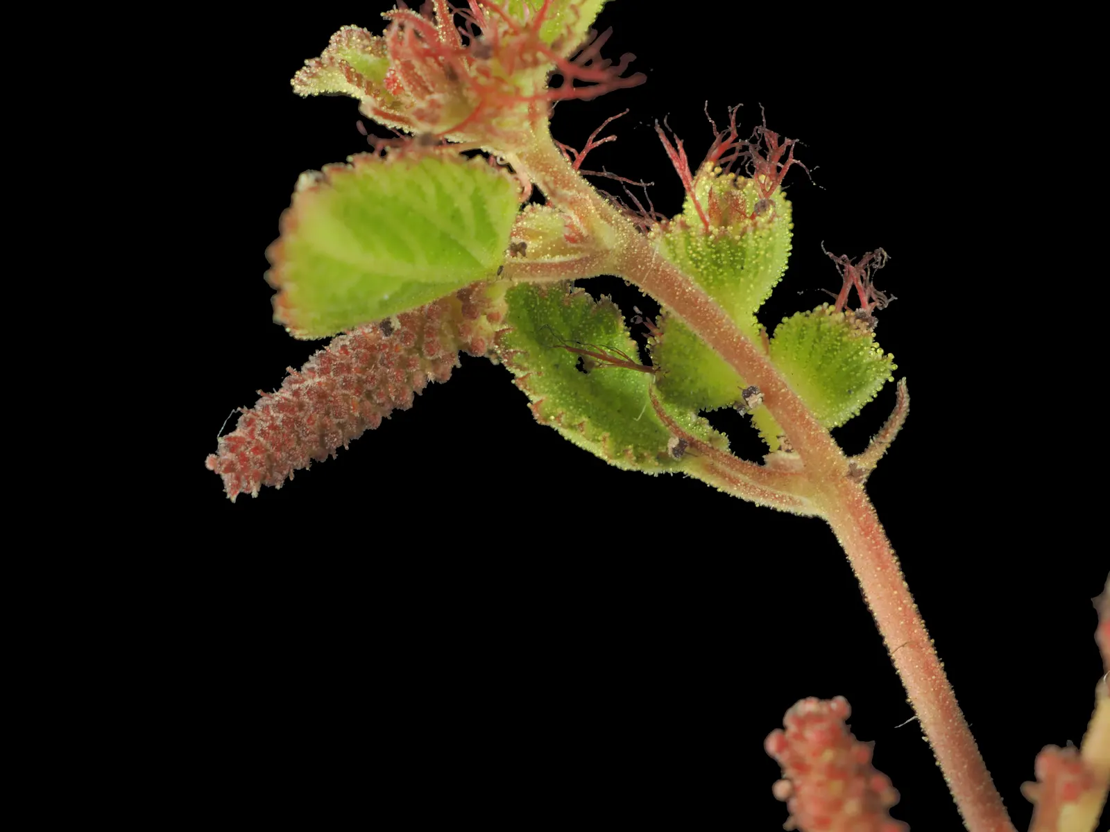 California Copper Leaf (Acalypha Californica) — thus it can be aptly situated in small to medium-sized garden spaces