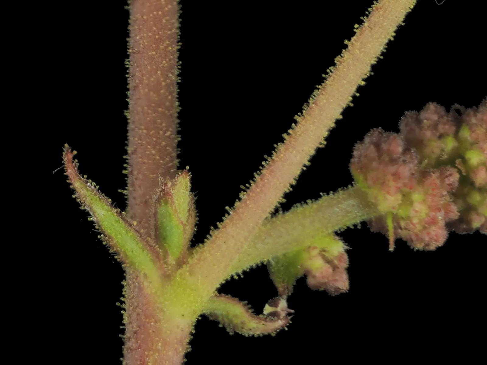 California Copper Leaf (Acalypha Californica) — This resilient shrub is endemic to the chaparral and coastal sage scrub regions of California