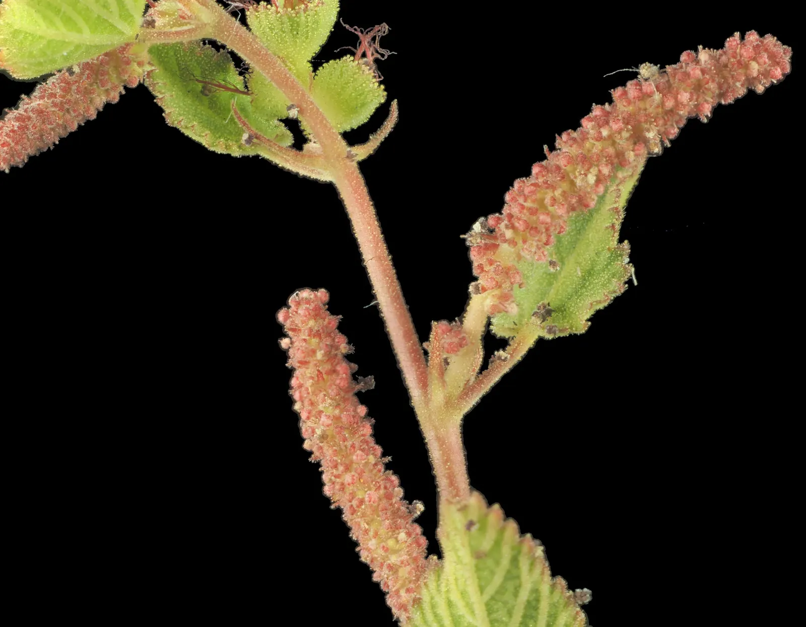California Copper Leaf (Acalypha Californica) — is a superb choice for adding a touch of the native Californian flora to your landscape design