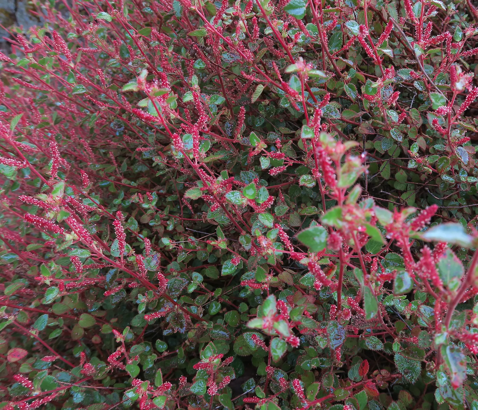 California Copper Leaf (Acalypha Californica) — This shrub provides excellent ground cover and is a low-maintenance choice for xeriscaping