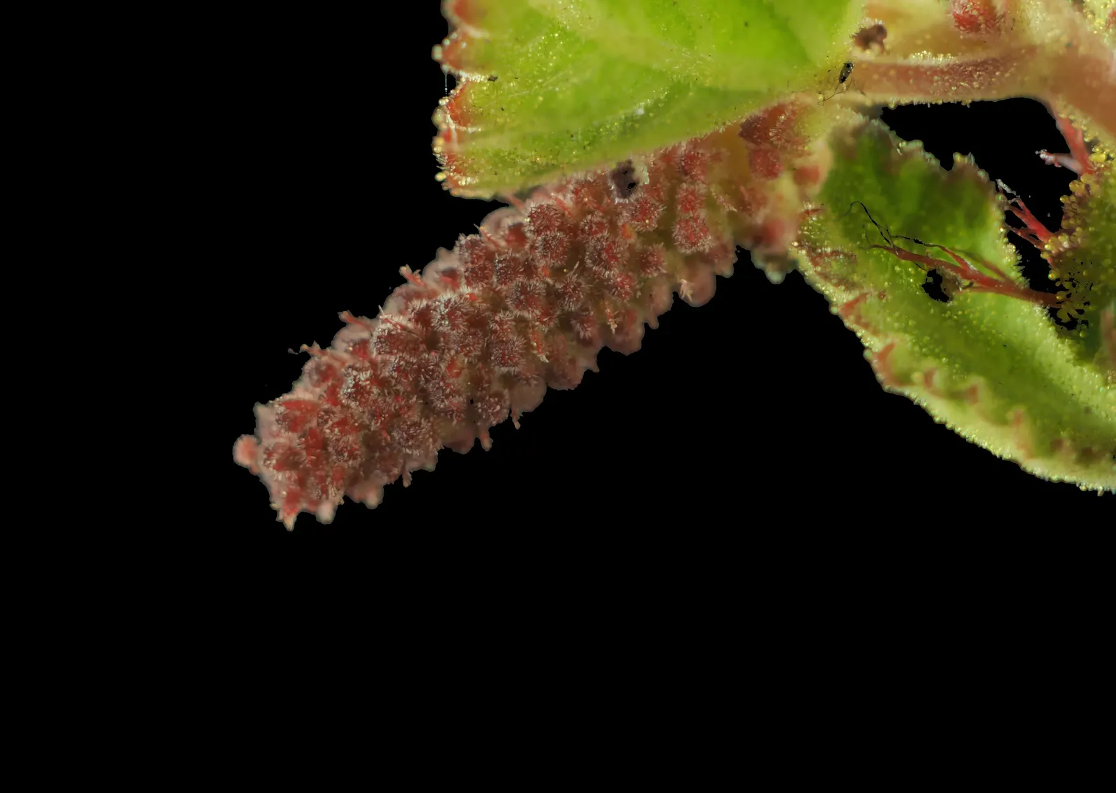 California Copper Leaf (Acalypha Californica) — It sports green to rusty-red foliage with a unique textured appearance