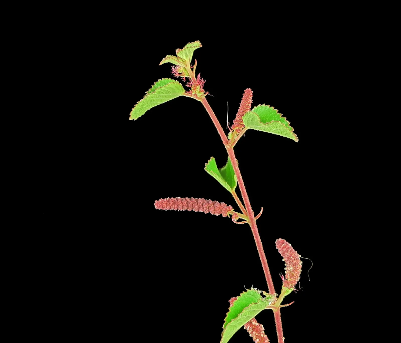 California Copper Leaf (Acalypha Californica) — The California Copper Leaf, Acalypha californica, is a native perennial shrub standing 1.5-3 ft tall