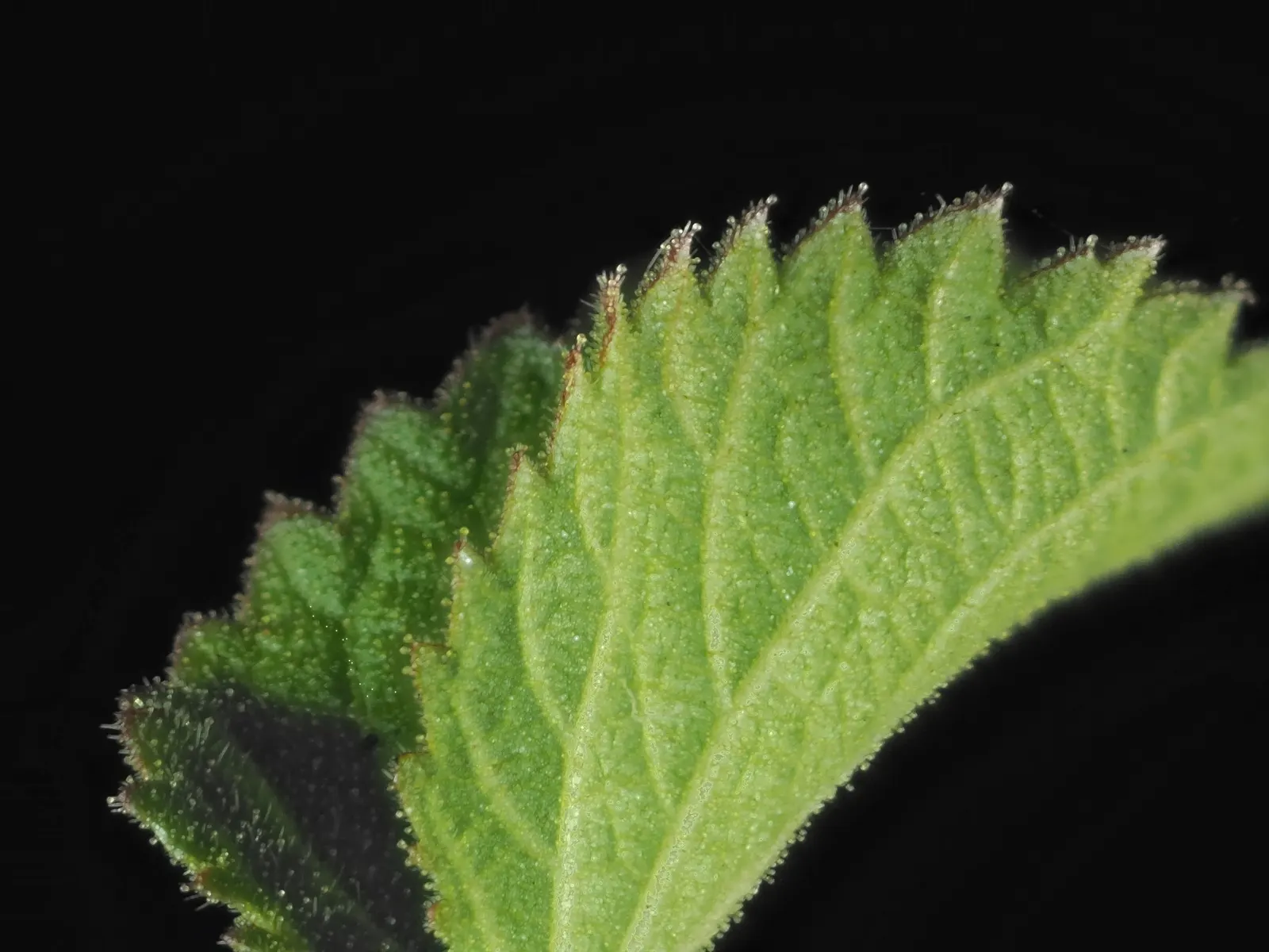 California Copper Leaf (Acalypha Californica) — making it well-suited to dry