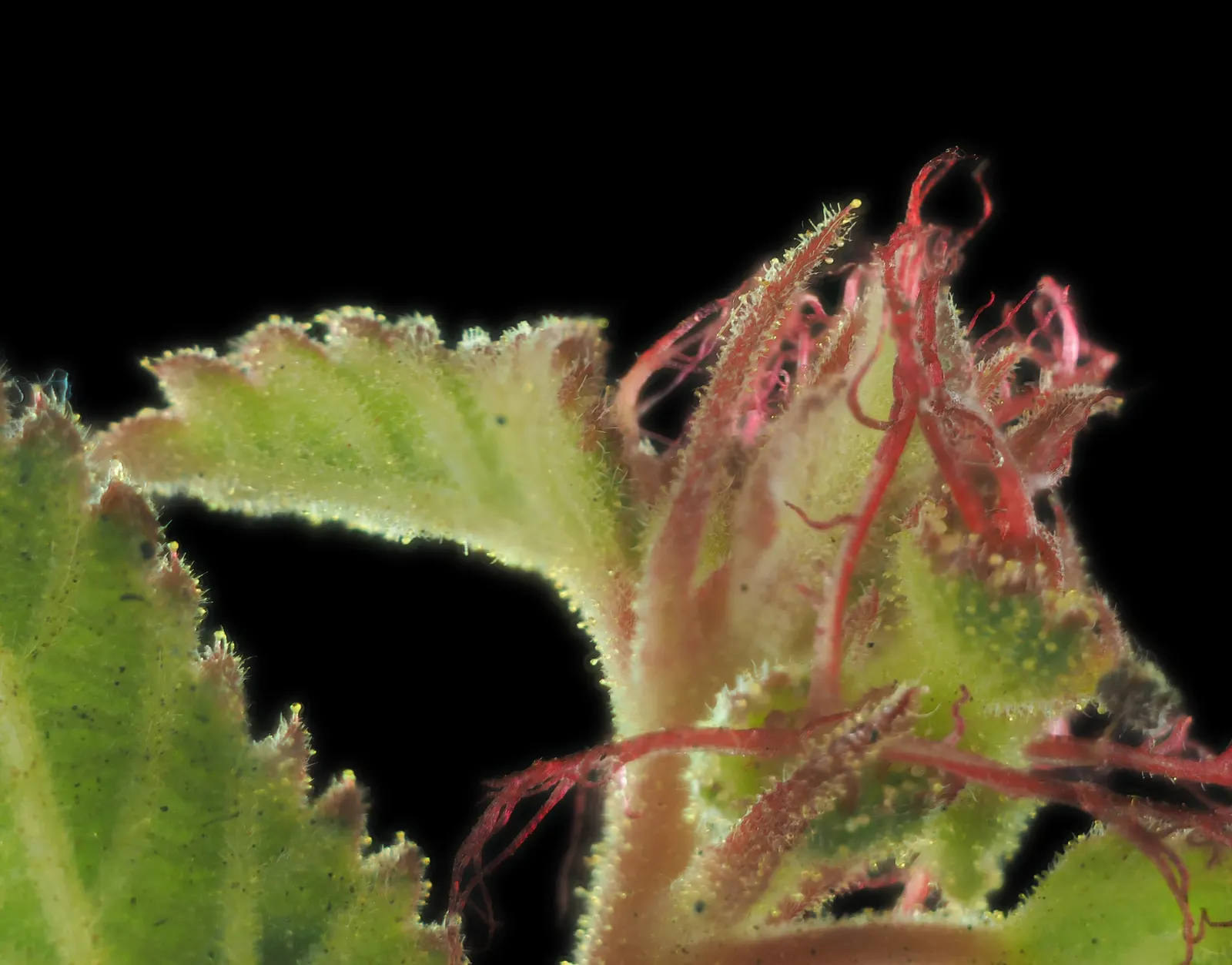 California Copper Leaf (Acalypha Californica) — attracting pollinators to Southern California gardens