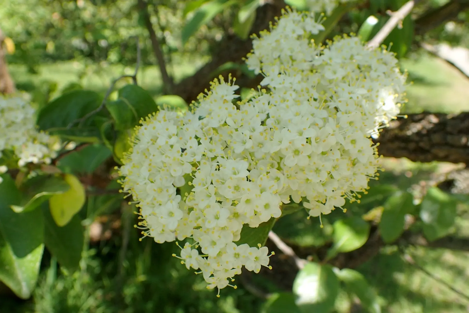 Rusty Blackhaw, Rusty Nannyberry (Viburnum rufidulum) — The Rusty Blackhaw (Viburnum rufidulum) is a sturdy deciduous shrub
