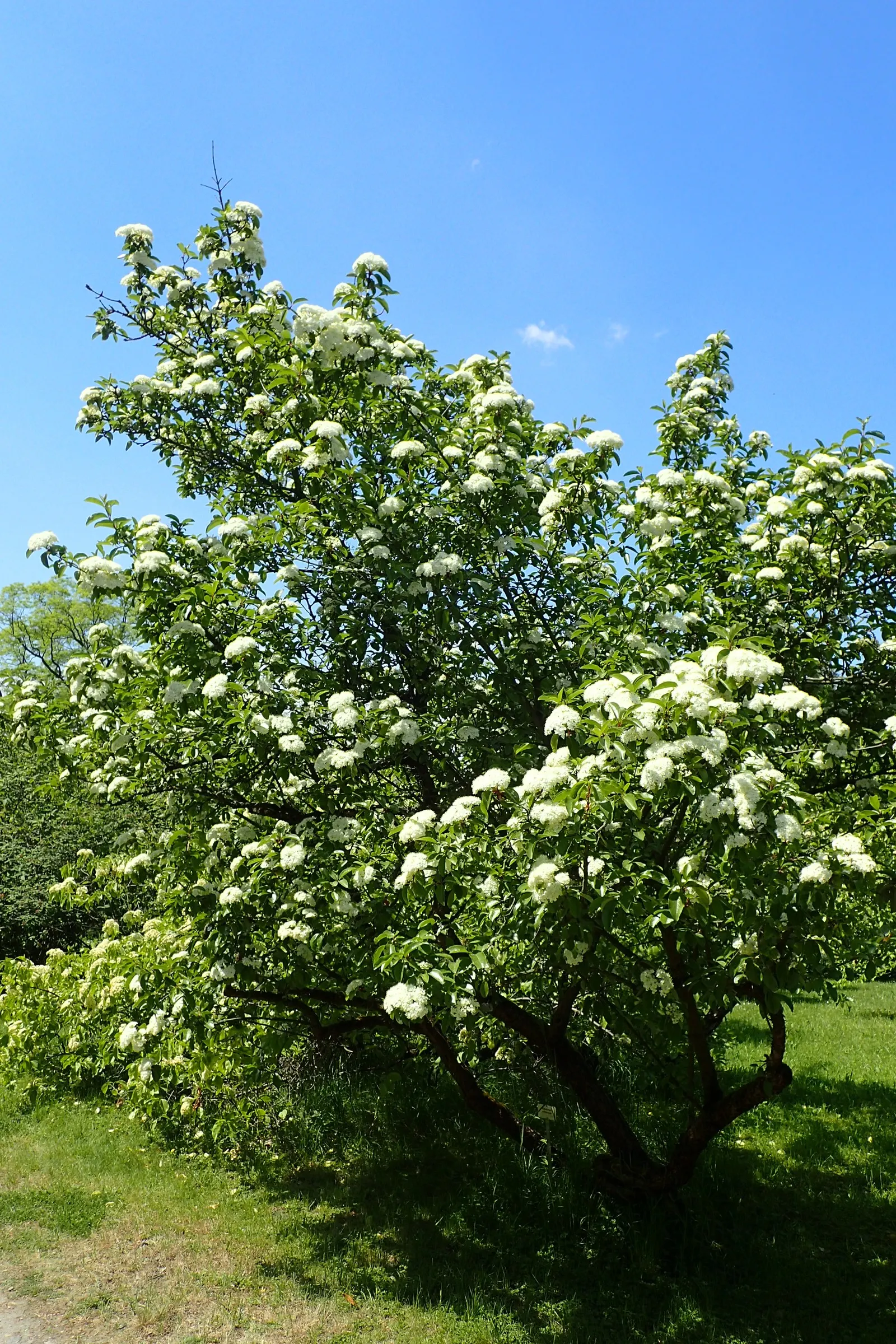 Rusty Blackhaw, Rusty Nannyberry (Viburnum rufidulum) — Suited to USDA Zones 5-9, it thrives in full to partial sun with medium moisture
