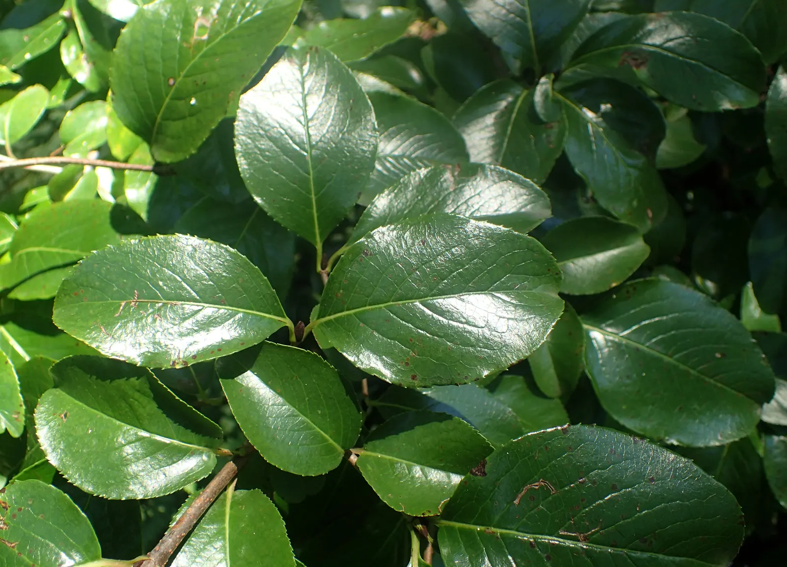 Rusty Blackhaw, Rusty Nannyberry (Viburnum rufidulum) — Known for its glossy green foliage and clusters of white blooms