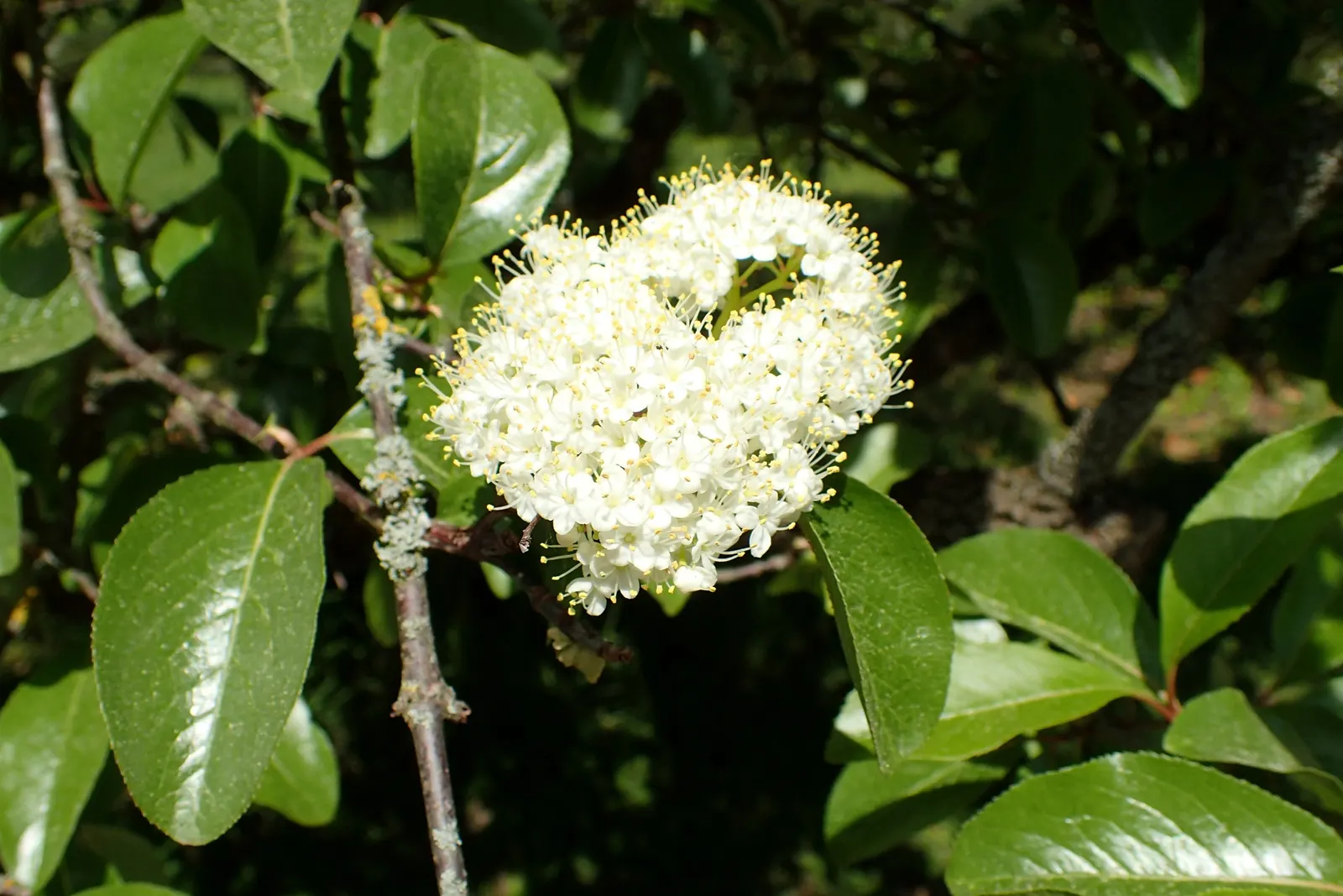 Rusty Blackhaw, Rusty Nannyberry (Viburnum rufidulum) — reaching heights of 10-15 feet with an equal spread