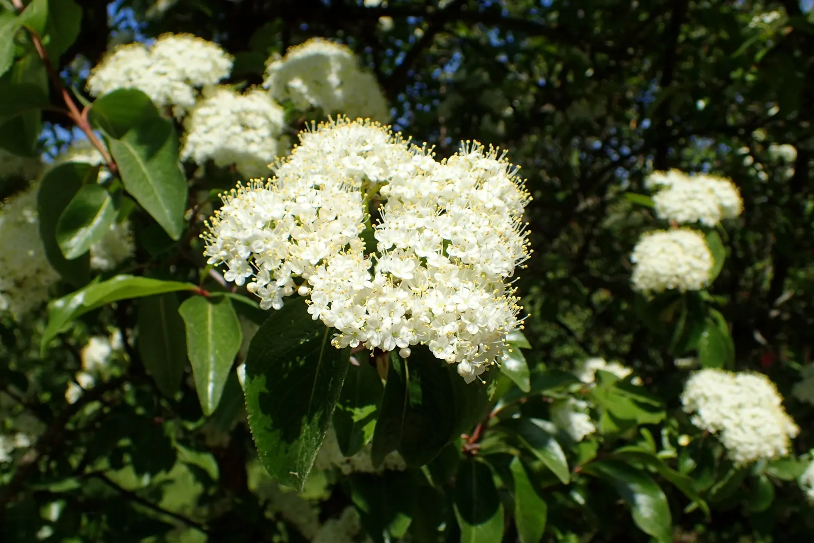 Rusty Blackhaw, Rusty Nannyberry (Viburnum rufidulum) — Perfect for naturalized settings or as a feature in residential landscapes