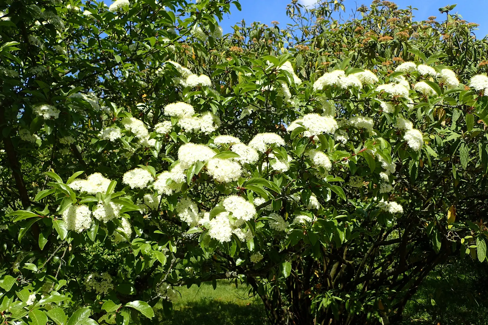 Rusty Blackhaw, Rusty Nannyberry (Viburnum rufidulum) — scientifically known as Viburnum rufidulum
