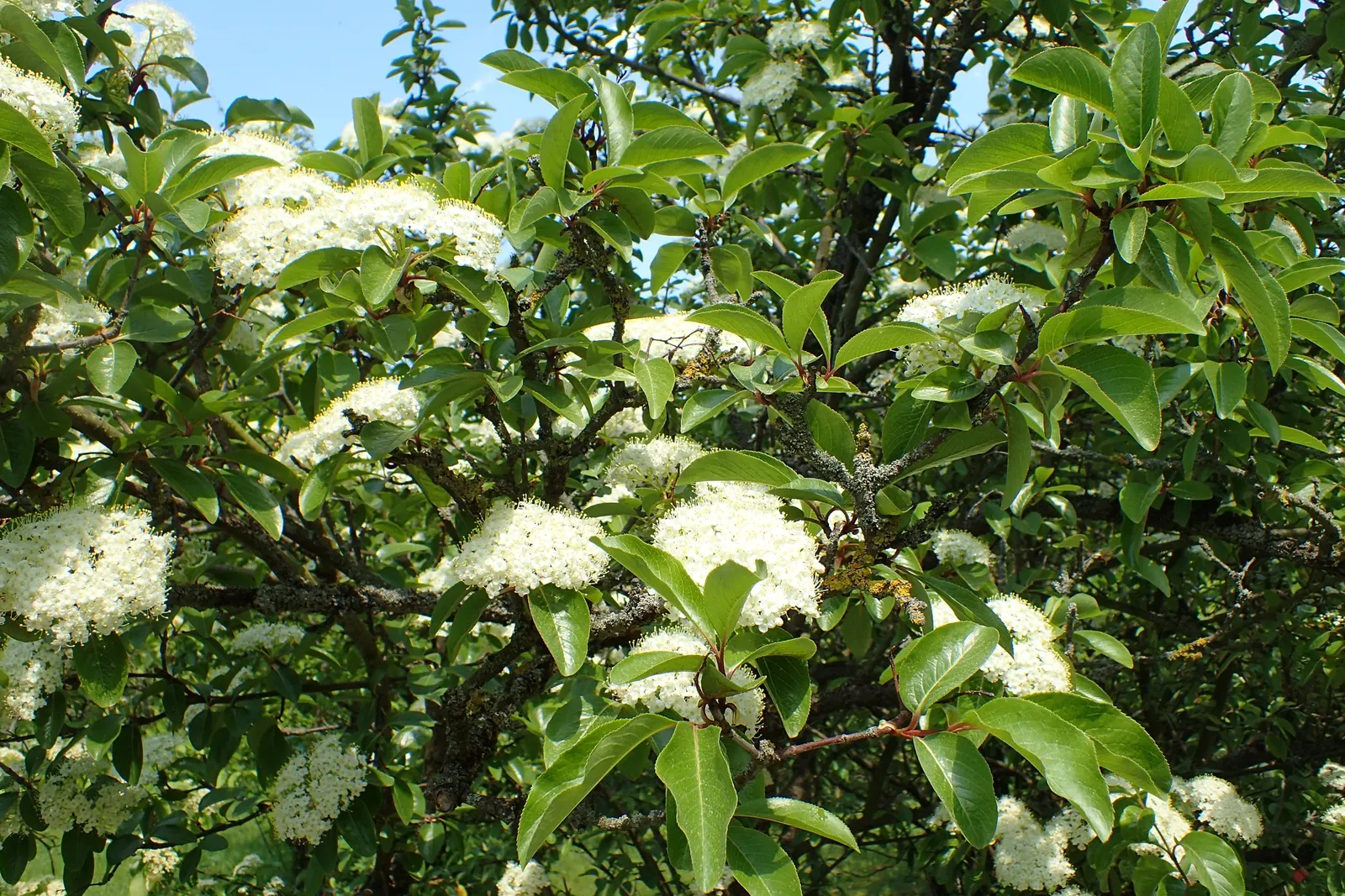 Rusty Blackhaw, Rusty Nannyberry (Viburnum rufidulum) — Rust-resistant and low-maintenance
