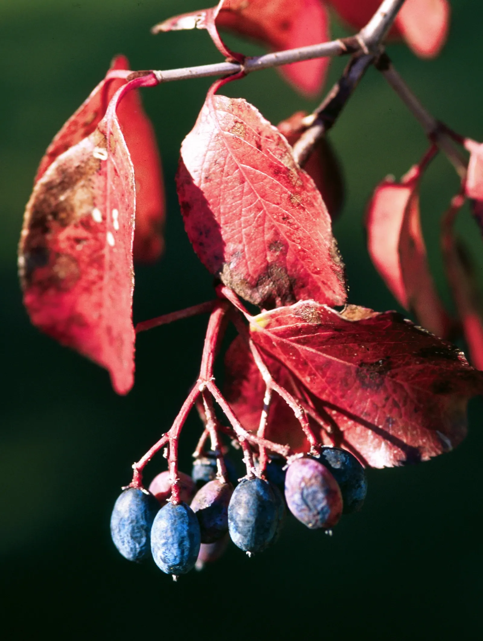 Rusty Blackhaw, Rusty Nannyberry (Viburnum rufidulum) — it provides stunning fall colors and blue-black berries