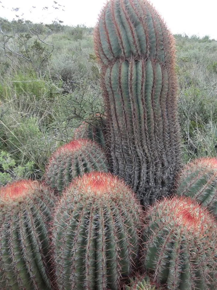 Mexican Fire Barrel (Ferocactus Pilosus) — ribbed body that hosts spectacular lime-green to yellow flowers; red and yellow flowers in the garden