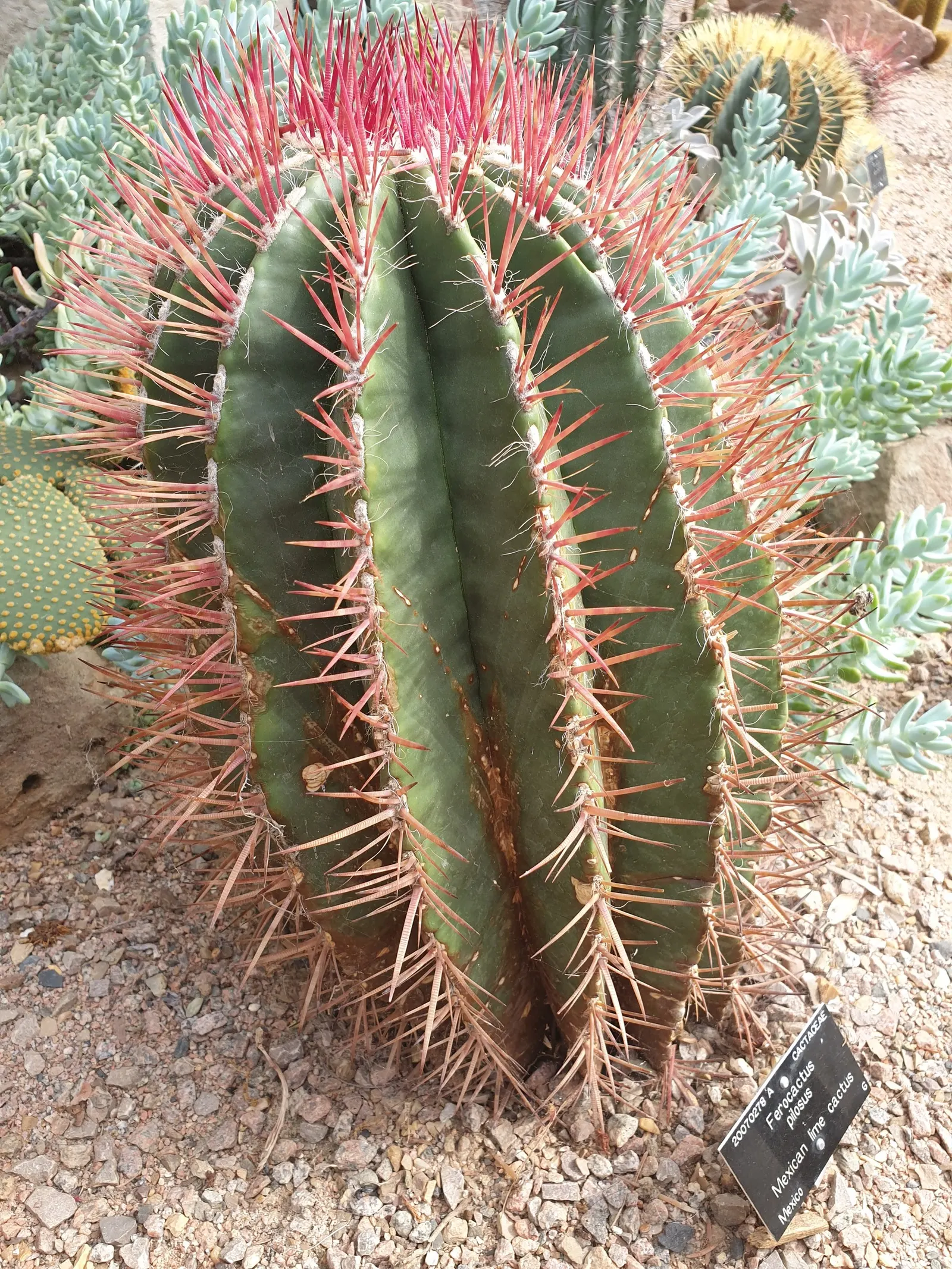 Mexican Fire Barrel (Ferocactus Pilosus) — These funnel-shaped blossoms can reach a diameter of almost 2.5 inches, image 58