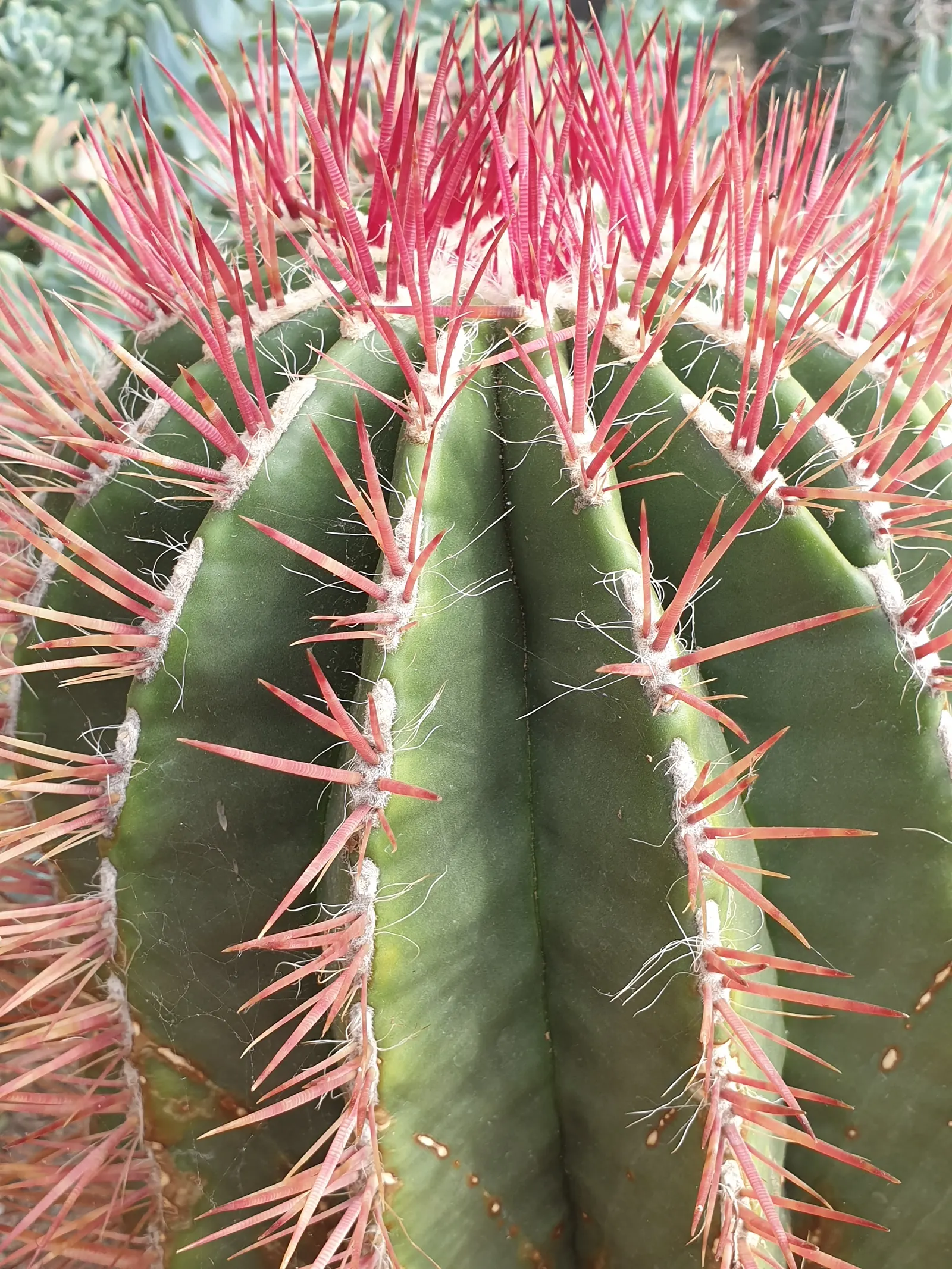 Mexican Fire Barrel (Ferocactus Pilosus) — the Mexican Fire Barrel is a striking; it's also well-adapted to container growth, so consider this for, image 65