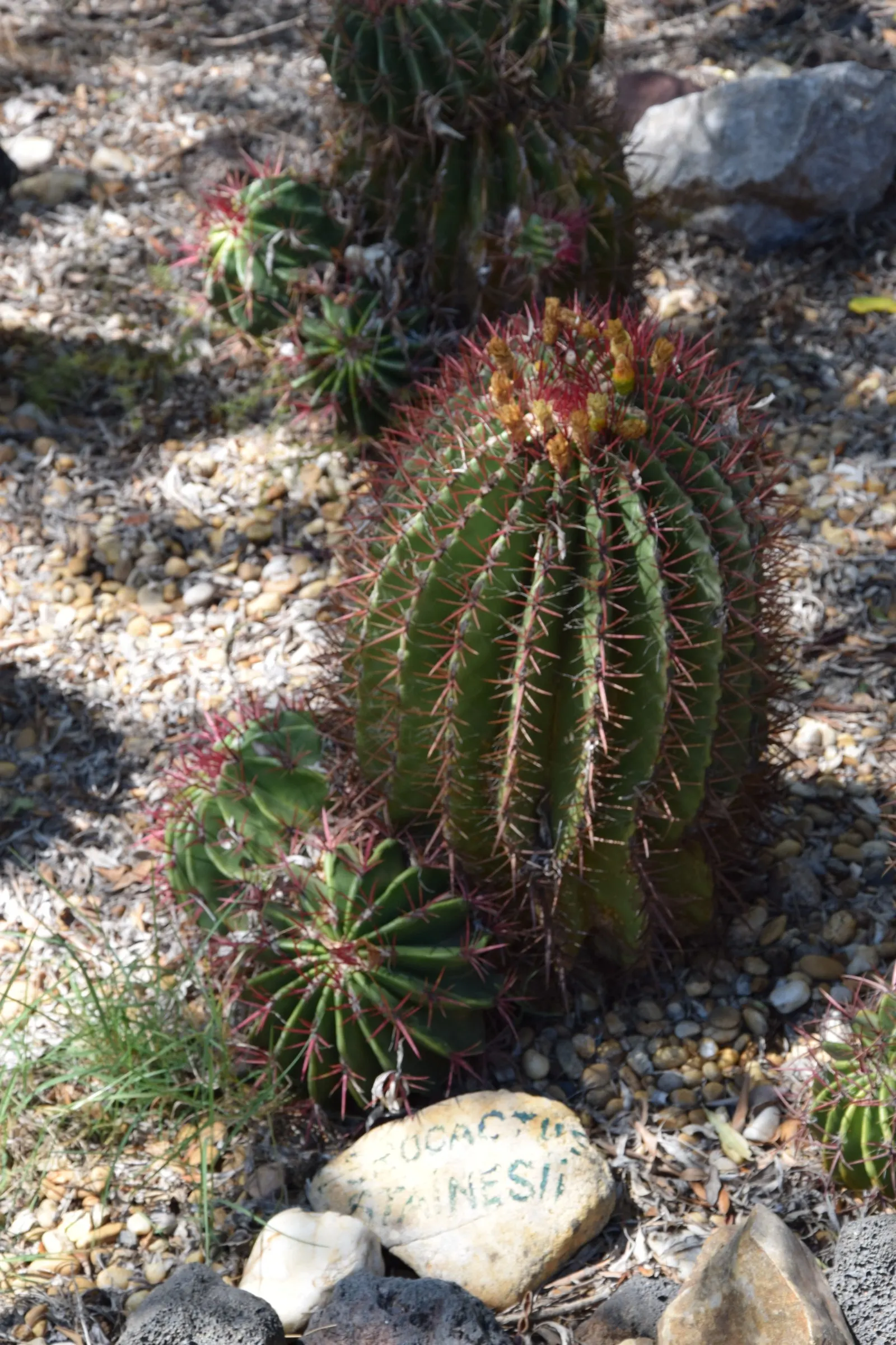 Mexican Fire Barrel (Ferocactus Pilosus) — adding a splash of color upon the spherical silhouette.<br><br>When incorporating F; the Mexican Fire, image 59