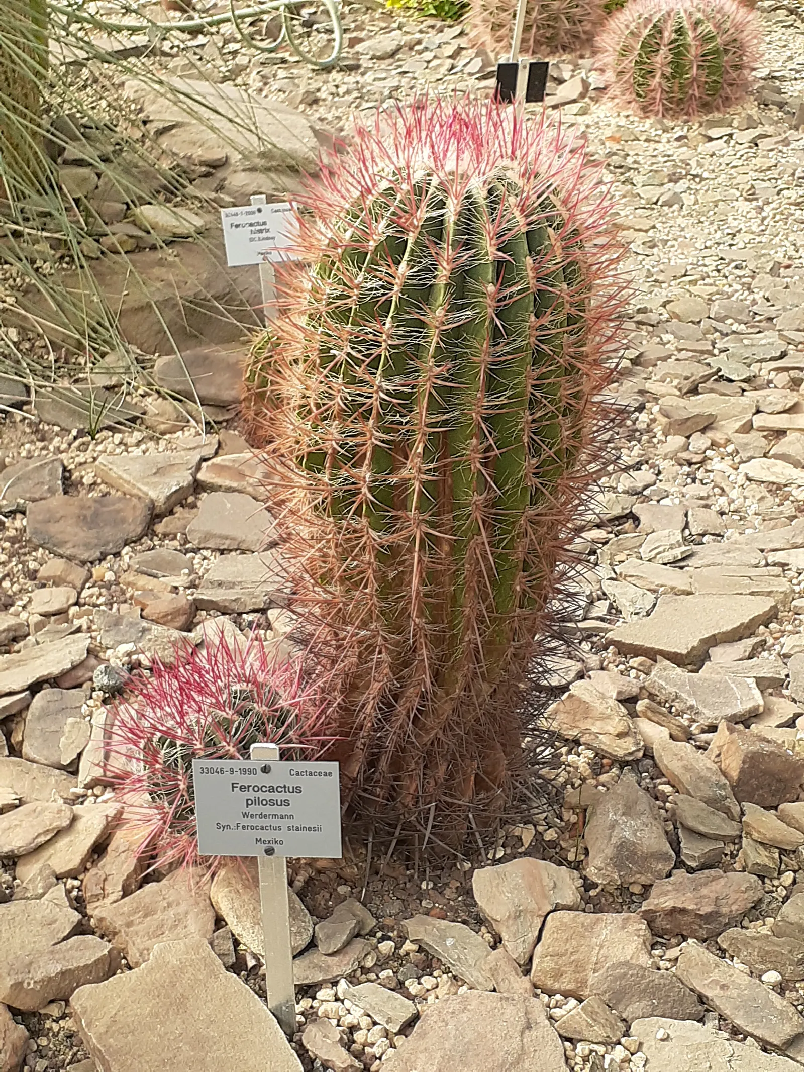 Mexican Fire Barrel (Ferocactus Pilosus) — red and yellow flowers in the garden