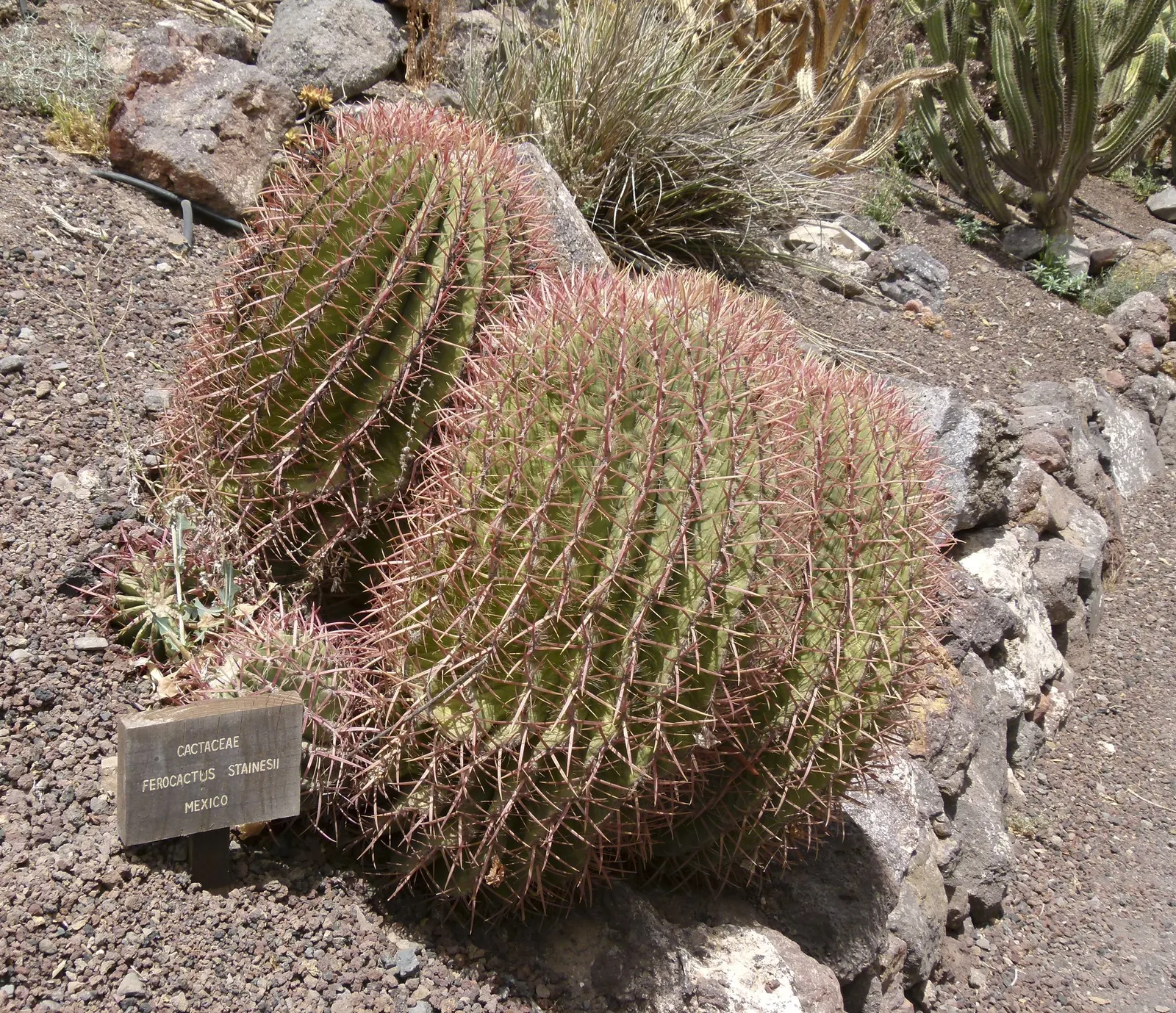 Mexican Fire Barrel (Ferocactus Pilosus) — cactus with red and yellow blooms