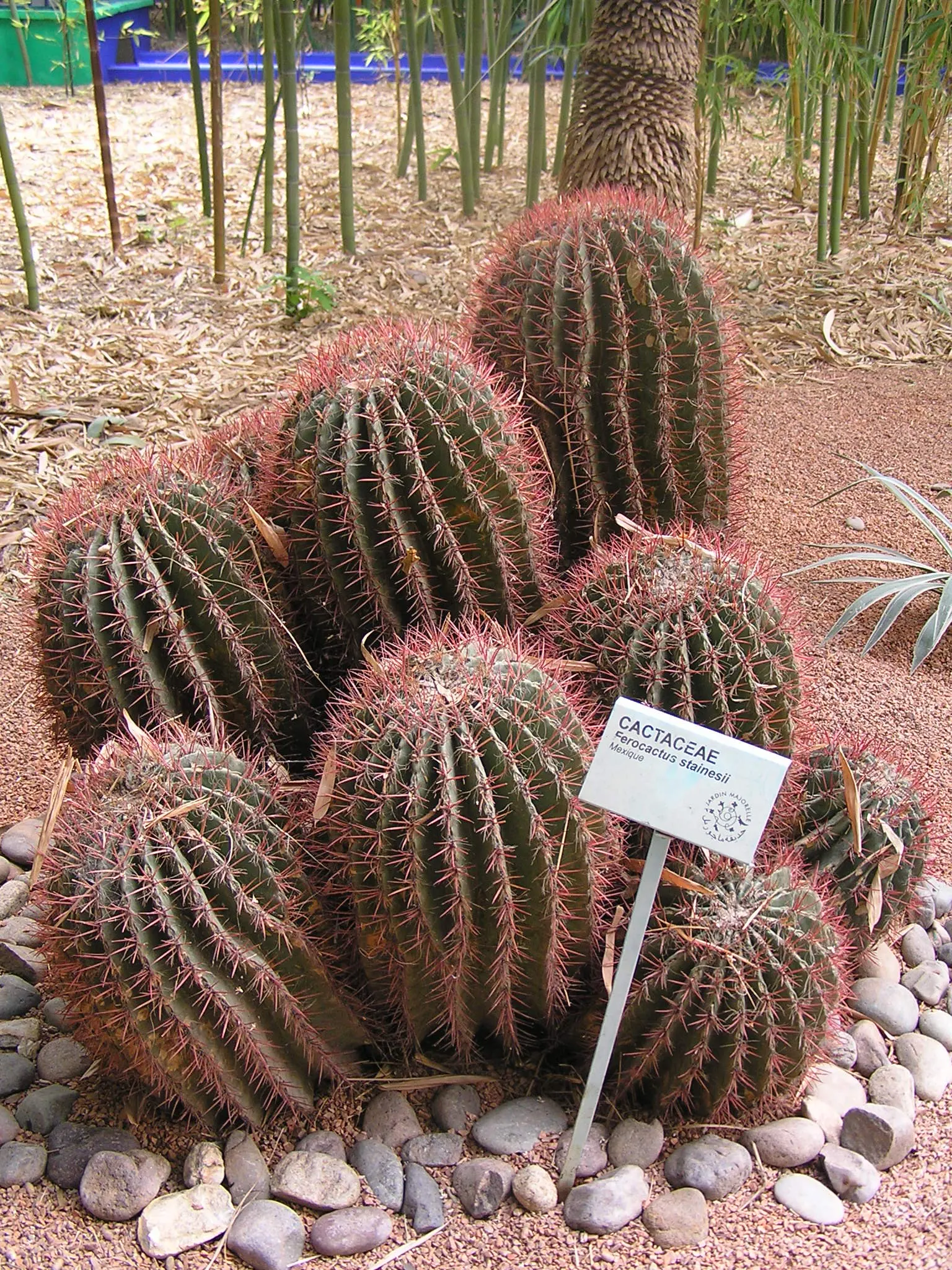 Mexican Fire Barrel (Ferocactus Pilosus) — red and yellow flowers in the garden; native to the arid regions of Northern Mexico