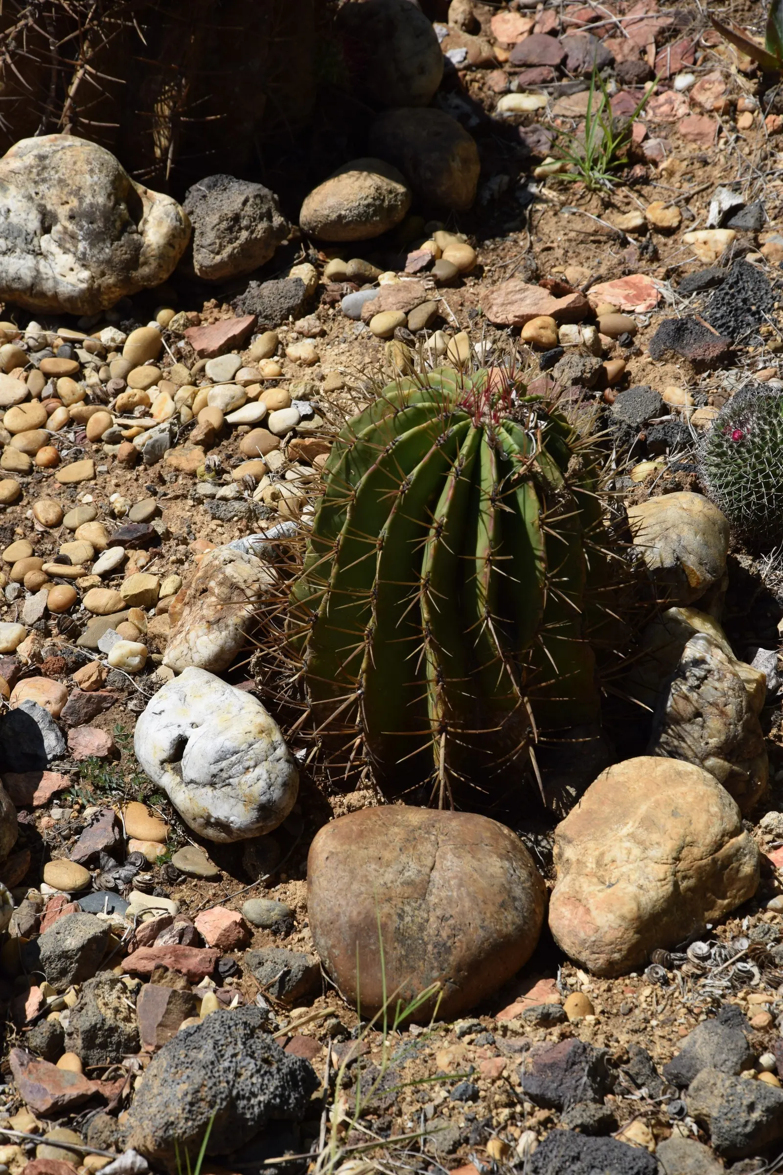 Mexican Fire Barrel (Ferocactus Pilosus) — Low-maintenance, it's ideal for hot, arid landscapes seeking a bold, architectural accent; providing a, image 51