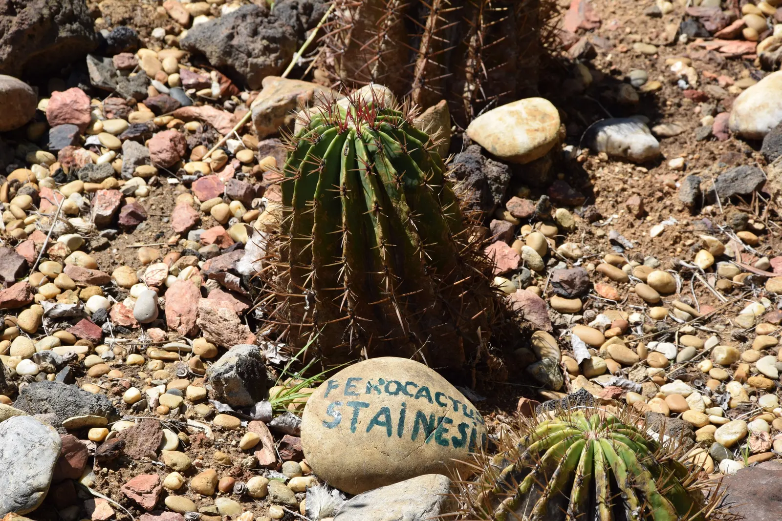 Mexican Fire Barrel (Ferocactus Pilosus) — red and yellow flowers in the garden; native to the arid regions of Northern Mexico, image 90