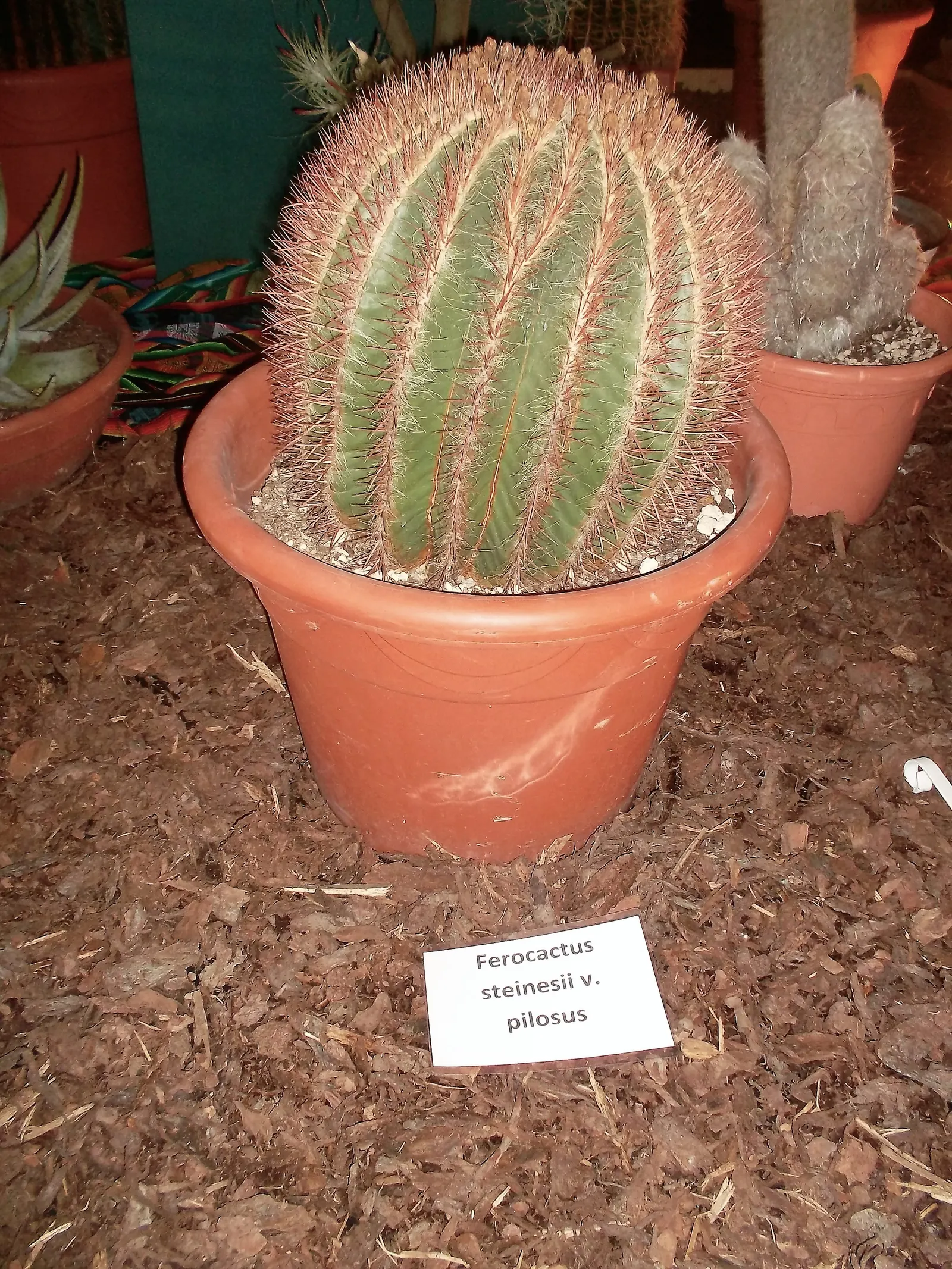 Mexican Fire Barrel (Ferocactus Pilosus) — is a striking cactus that boasts vivid red spines and a cylindrical form; which bloom primarily in the, image 48