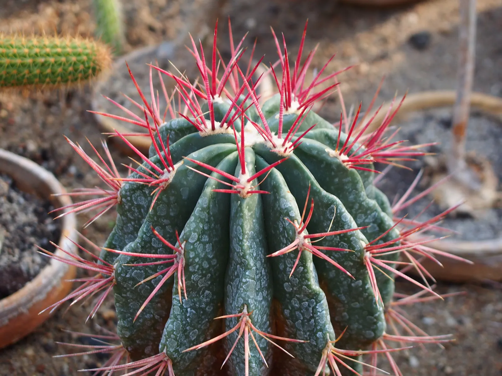 Mexican Fire Barrel (Ferocactus Pilosus) — Adorning its top are bright red or yellow flowers in summer, which entice pollinators; is a striking, image 96