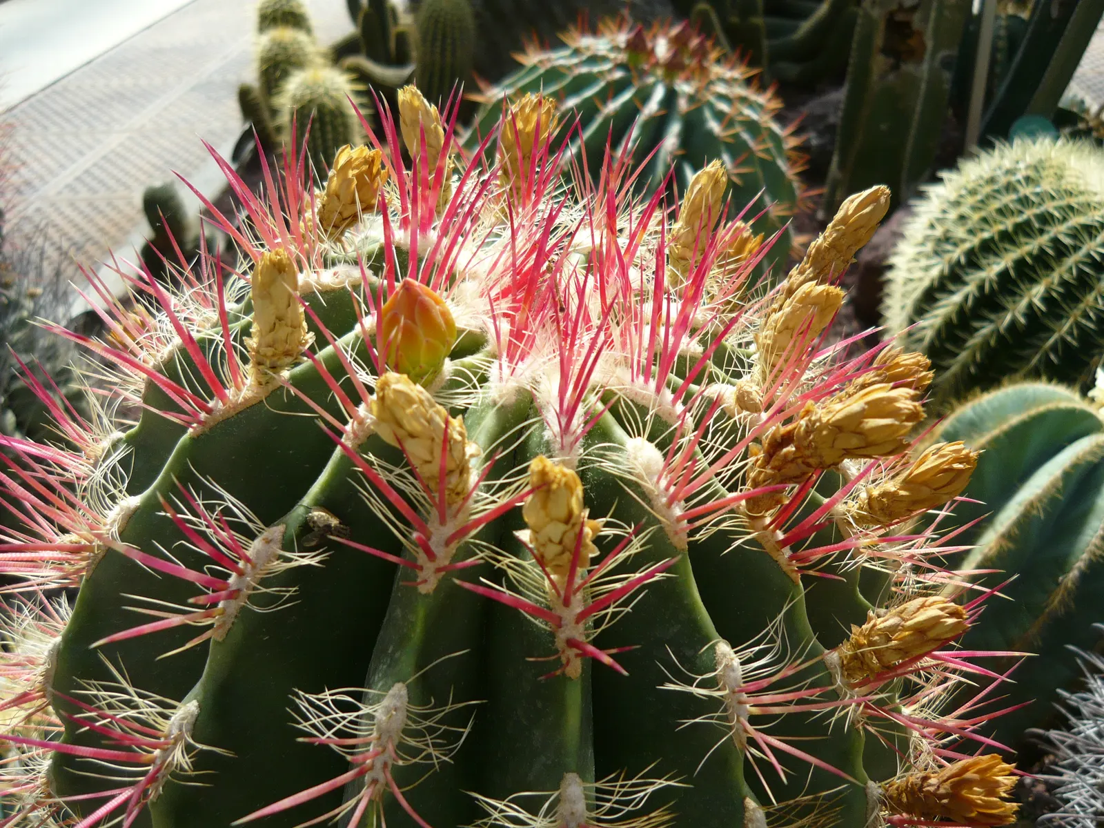 Mexican Fire Barrel (Ferocactus Pilosus) — Inform your client that apart from occasional watering during extreme drought and the rare need for, image 87