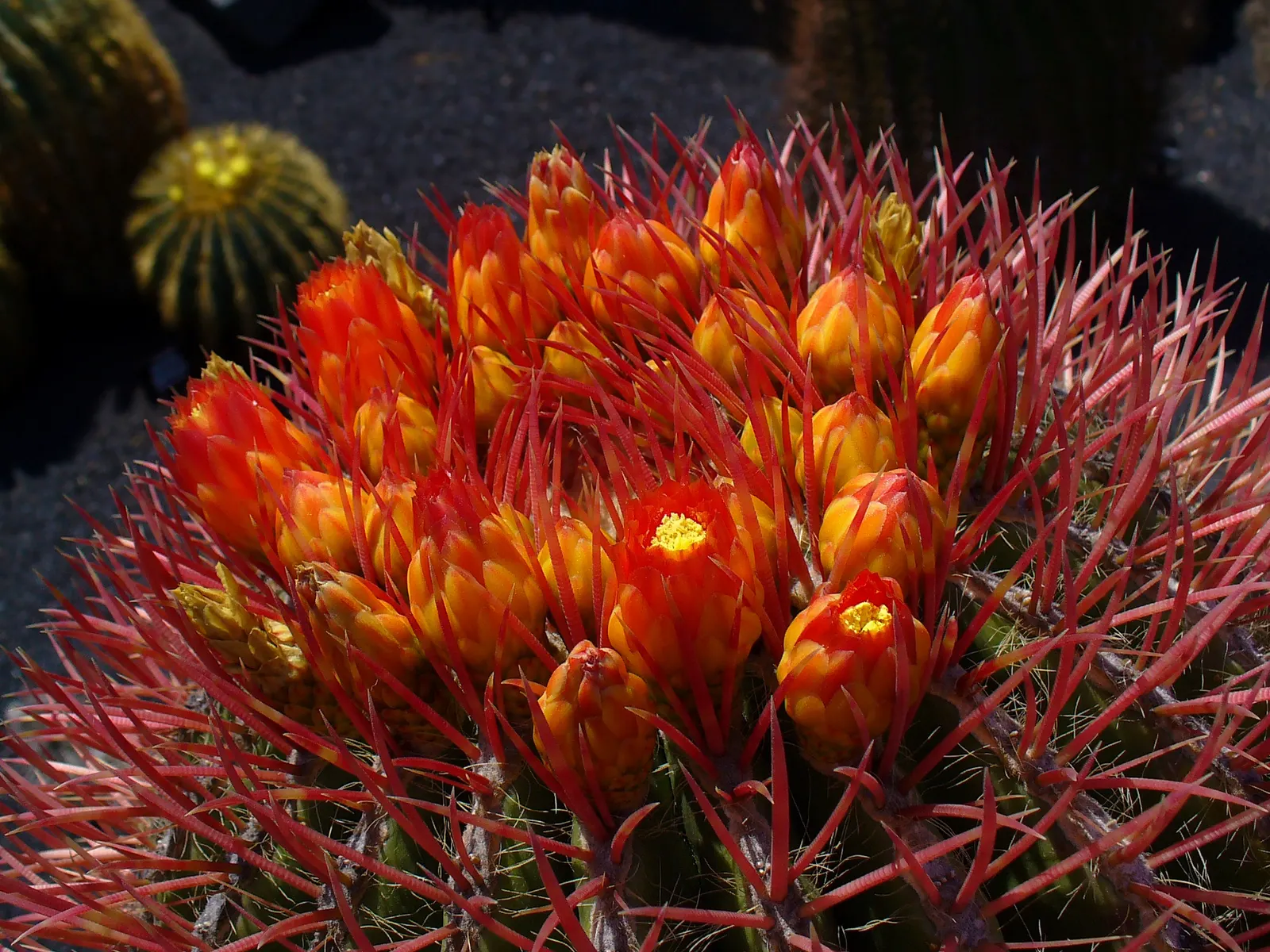 Mexican Fire Barrel (Ferocactus Pilosus) — cactus for deep shade or full; low-maintenance gem for their garden, image 69