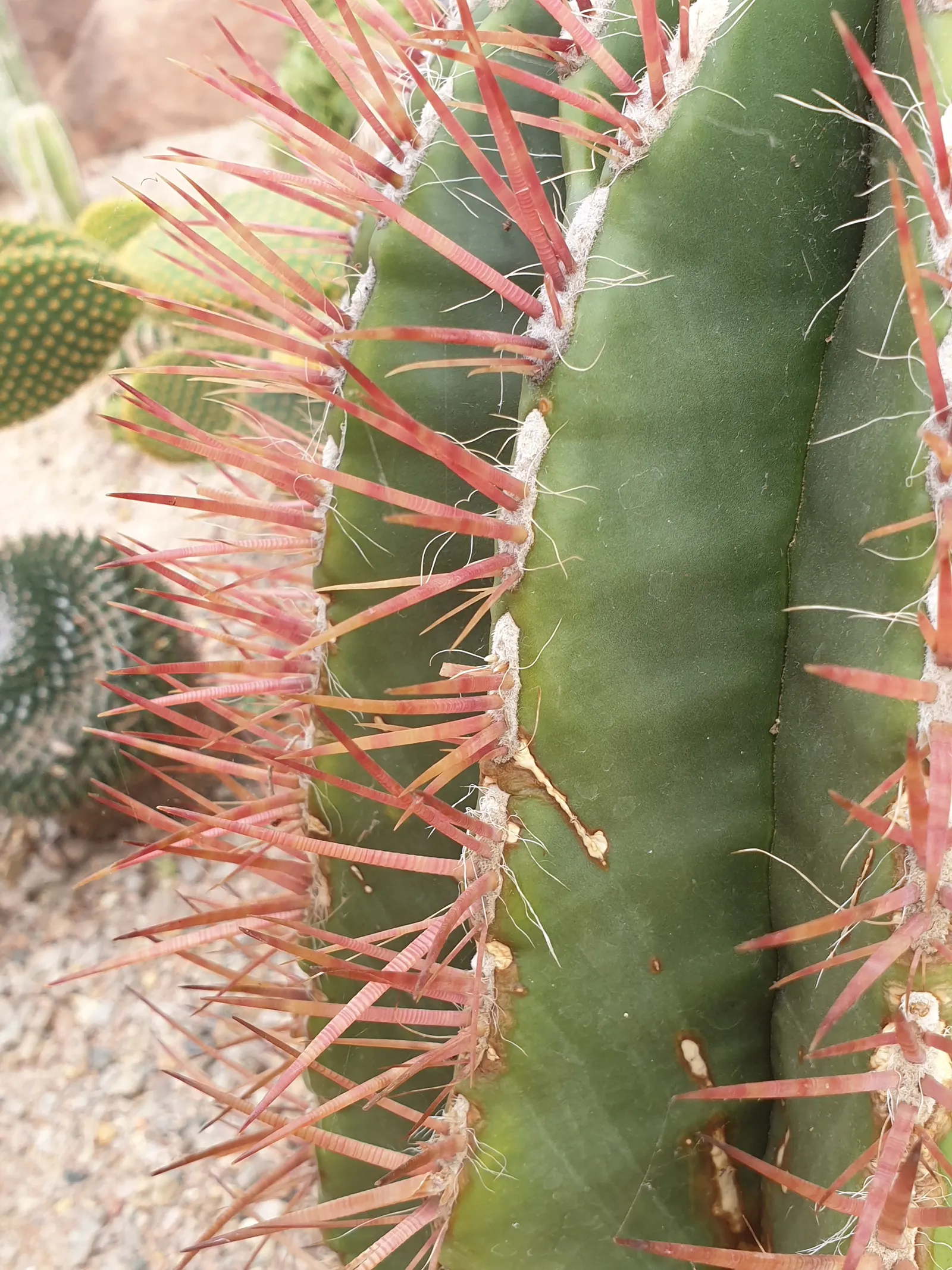 Mexican Fire Barrel (Ferocactus Pilosus) — Mature specimens reach up to 2.5 feet tall and 1 foot wide, flourishing in dry, well-drained soils, image 95