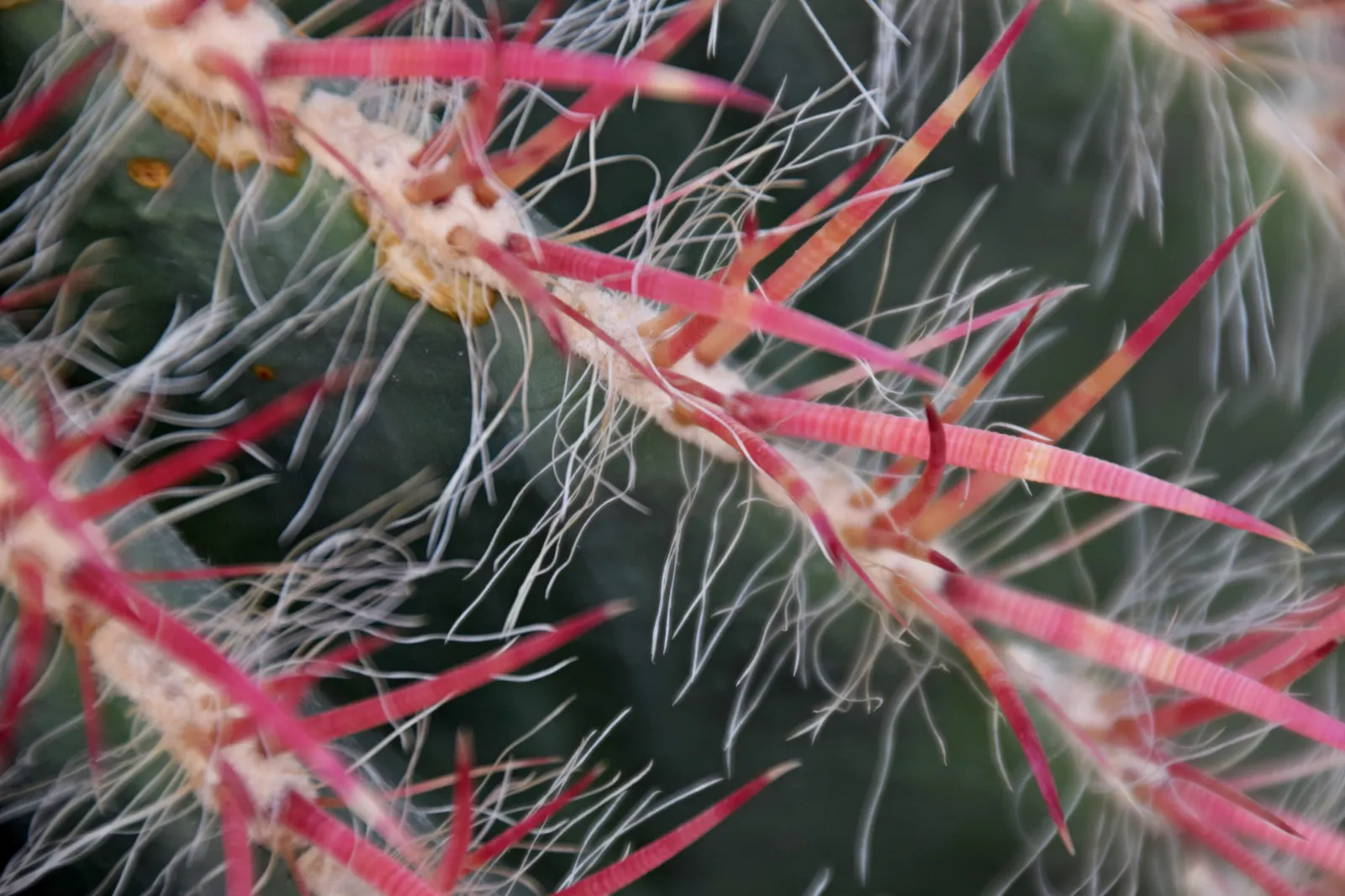 Mexican Fire Barrel (Ferocactus Pilosus) — this cactus can endure temperatures down to 20&deg;F