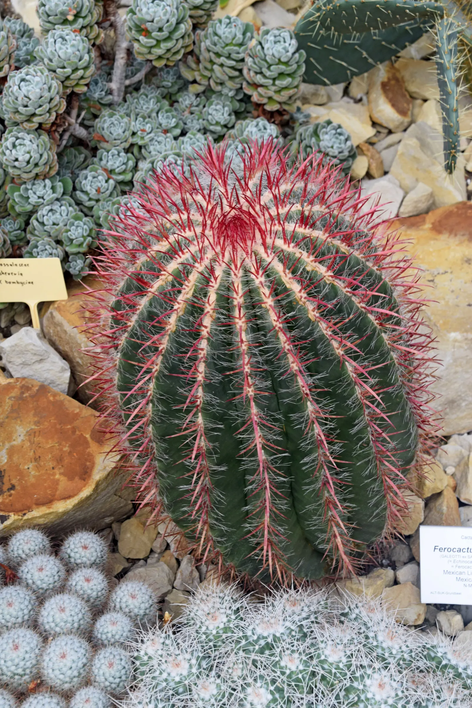 Mexican Fire Barrel (Ferocactus Pilosus) — Low-maintenance, it's ideal for hot, arid landscapes seeking a bold, architectural accent; providing a 'fiery'