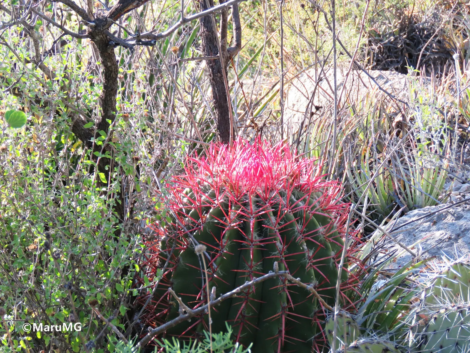 Mexican Fire Barrel (Ferocactus Pilosus) — providing a 'fiery' aspect that gives the plant its common name; pilosus into your landscape design, image 78