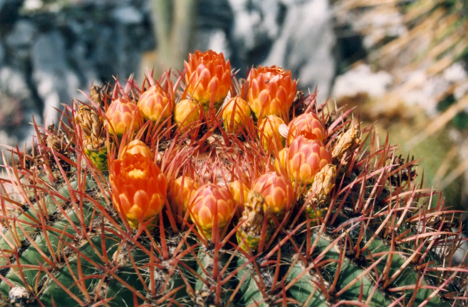 Mexican Fire Barrel (Ferocactus Pilosus) — adding a splash of color upon the spherical silhouette.<br><br>When incorporating F; the Mexican Fire, image 82