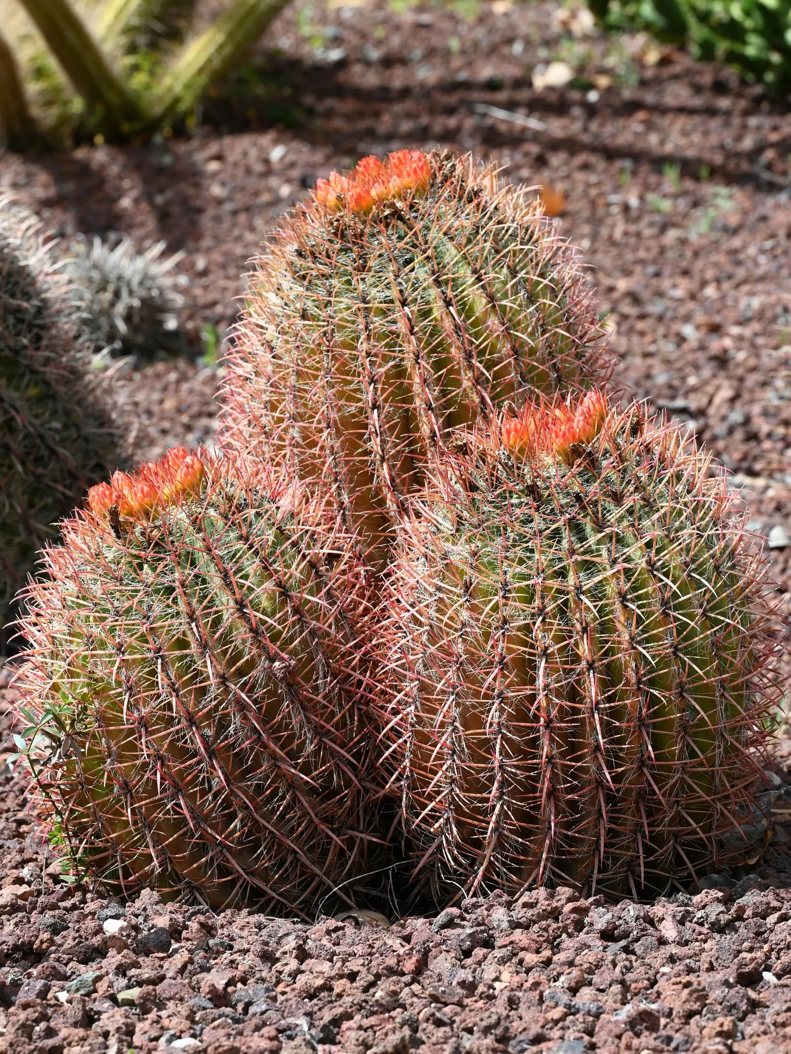 Mexican Fire Barrel (Ferocactus Pilosus) — this specimen thrives under full sunlight and requires minimal maintenance; cactus for deep shade or full, image 53