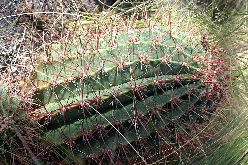 Mexican Fire Barrel (Ferocactus Pilosus) — It's also well-adapted to container growth, so consider this for deck or patio accents