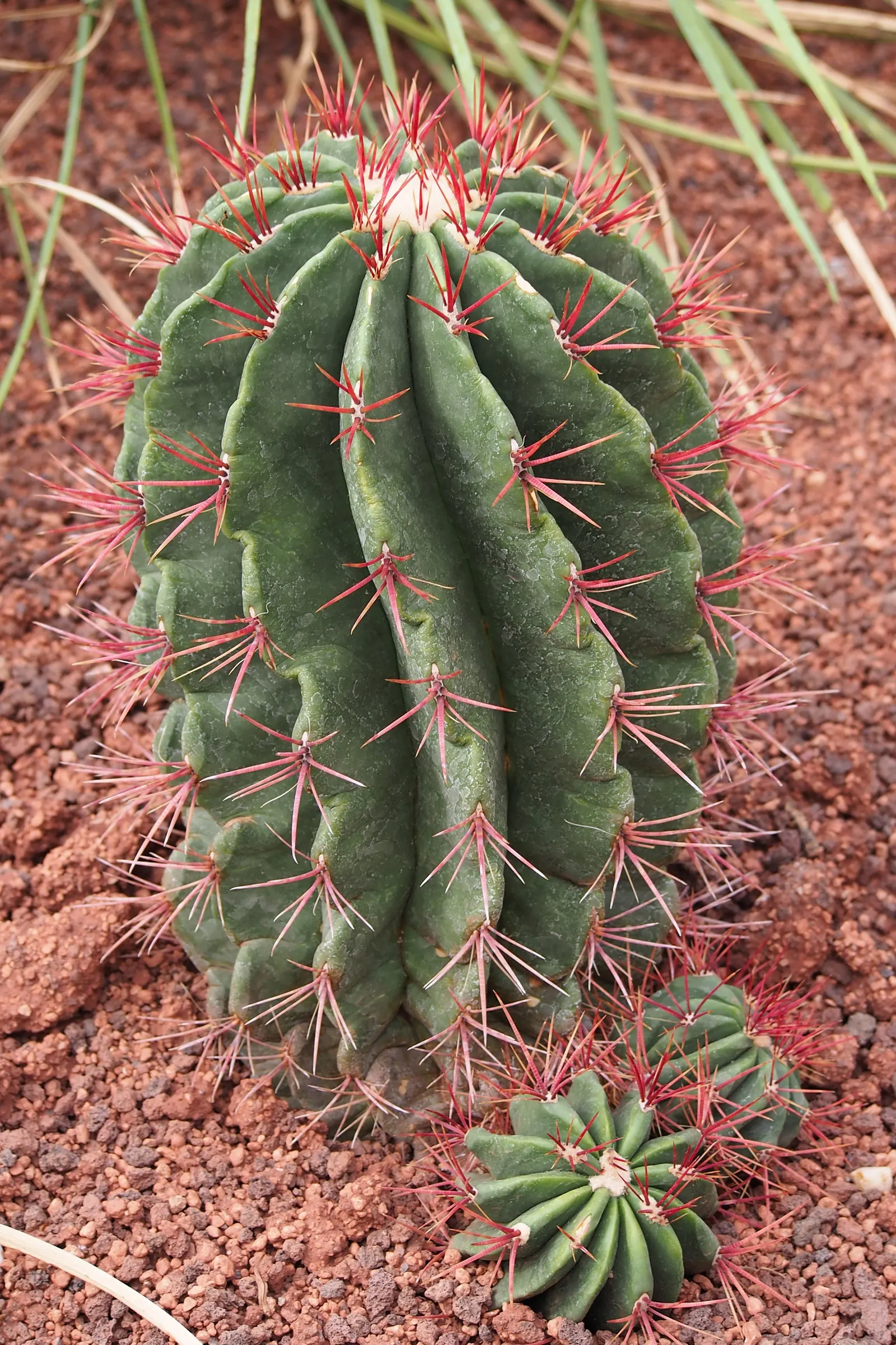 Mexican Fire Barrel (Ferocactus Pilosus) — Native to the arid regions of Northern Mexico