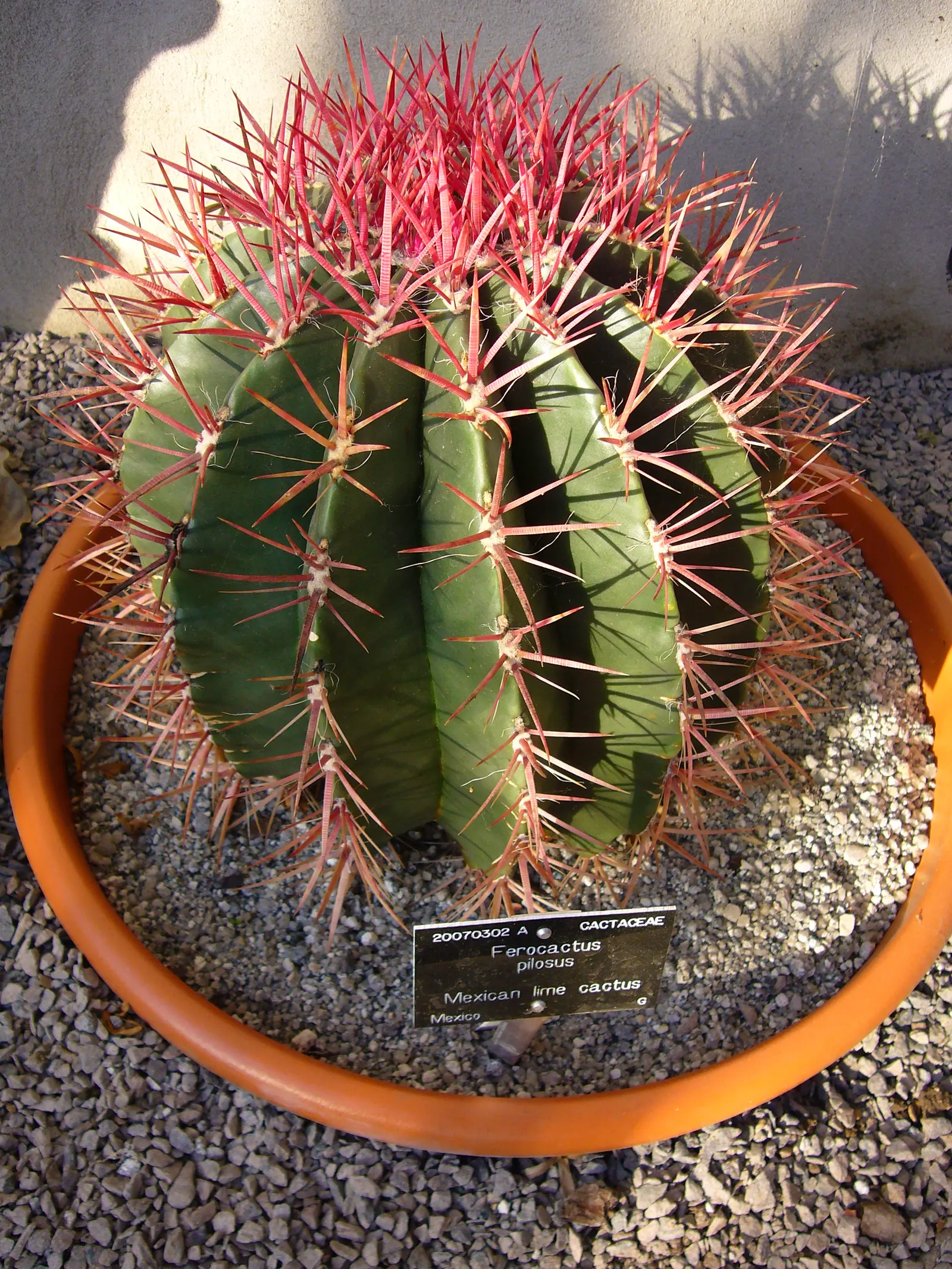 Mexican Fire Barrel (Ferocactus Pilosus) — Mature specimens reach up to 2.5 feet tall and 1 foot wide, flourishing in dry, well-drained soils