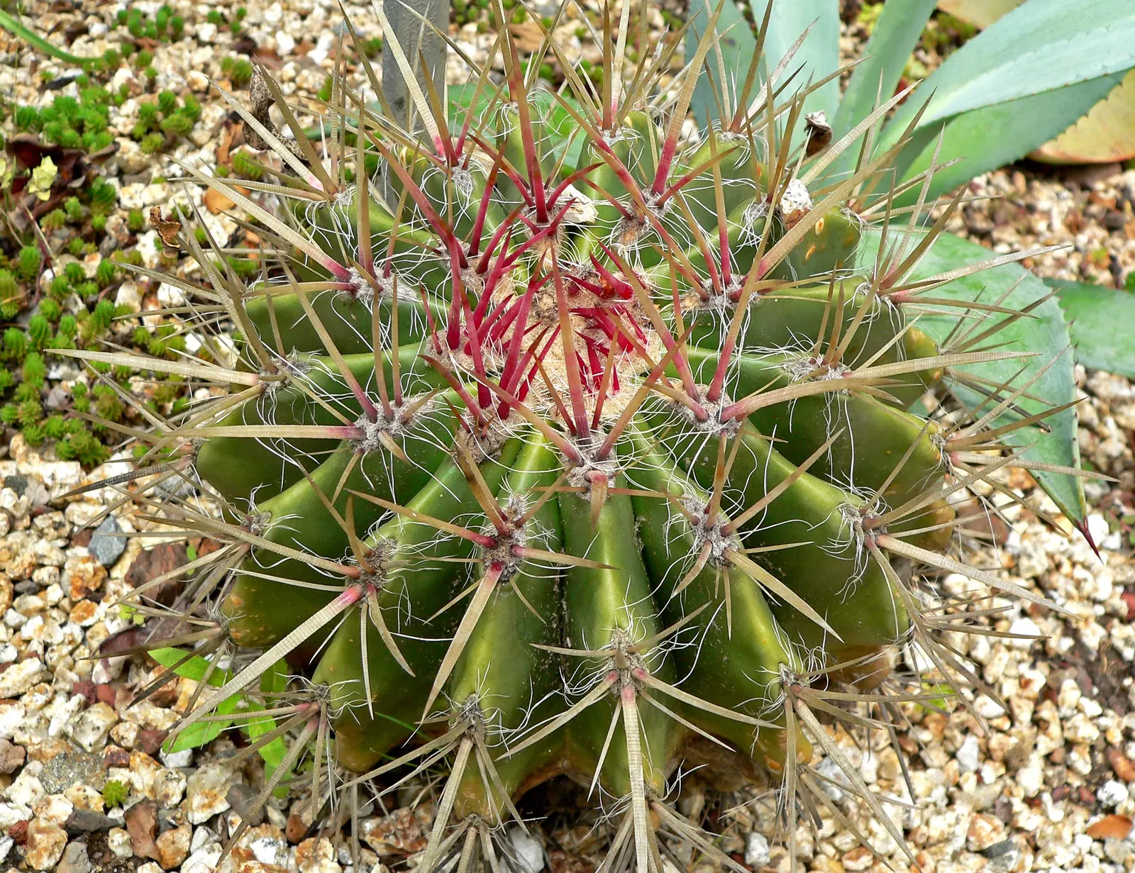 Mexican Fire Barrel (Ferocactus Pilosus) — this cactus can endure temperatures down to 20°F; protection from frost is advised, image 85