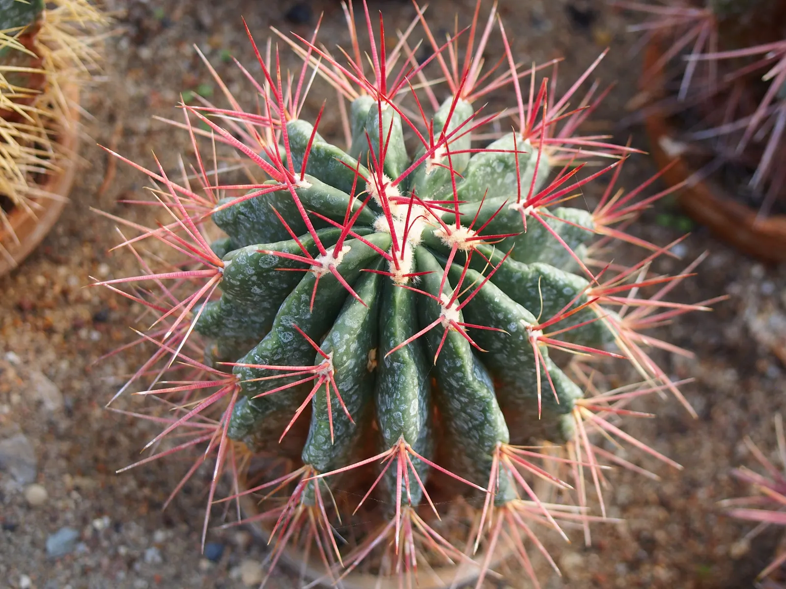 Mexican Fire Barrel (Ferocactus Pilosus) — which bloom primarily in the late spring and early summer; low-maintenance, it's ideal for hot, arid, image 57