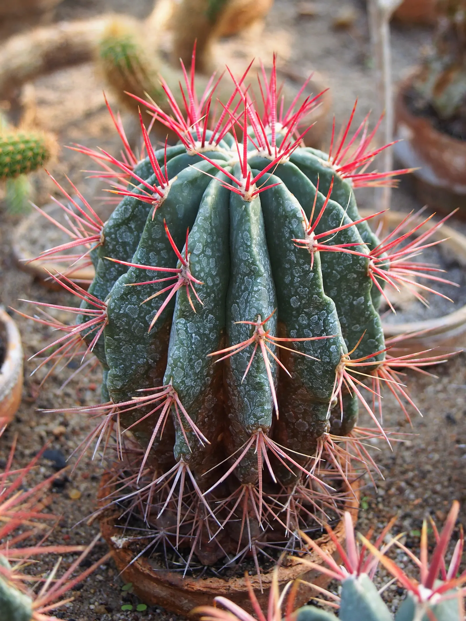 Mexican Fire Barrel (Ferocactus Pilosus) — Low-maintenance, it's ideal for hot, arid landscapes seeking a bold, architectural accent; providing a, image 97