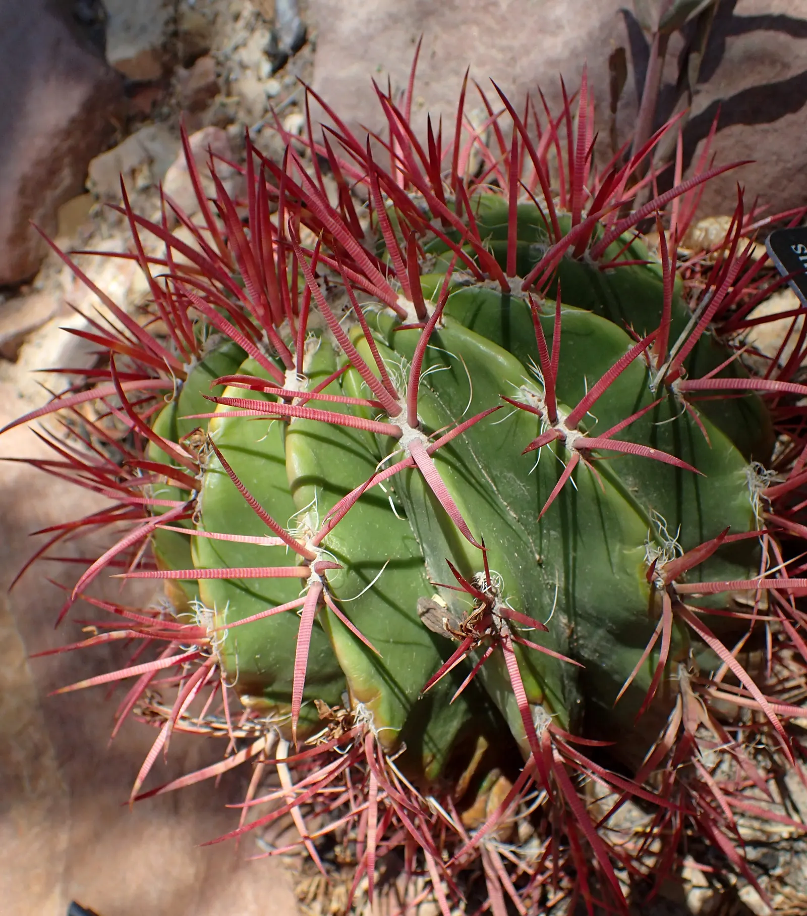 Mexican Fire Barrel (Ferocactus Pilosus) — Mature specimens reach up to 2.5 feet tall and 1 foot wide, flourishing in dry, well-drained soils, image 72