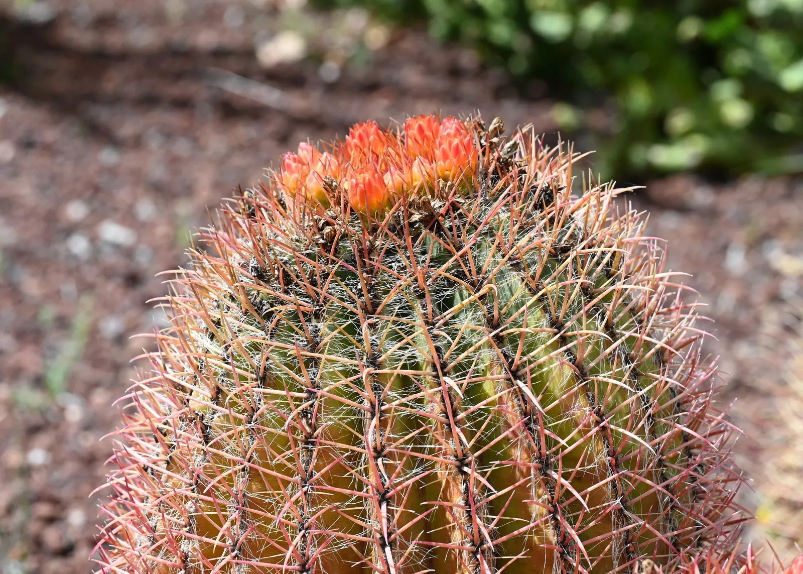 Mexican Fire Barrel (Ferocactus Pilosus) — cactus with red and yellow blooms; adding a splash of color upon the spherical silhouette.<br><br>When, image 68