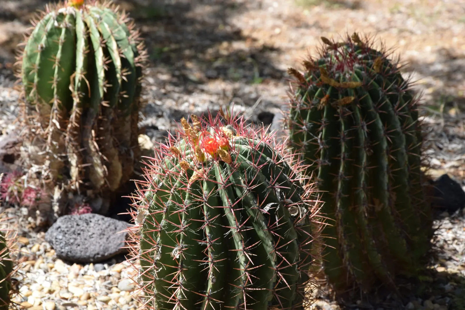 Mexican Fire Barrel (Ferocactus Pilosus) — is a striking cactus that boasts vivid red spines and a cylindrical form; which bloom primarily in the, image 94