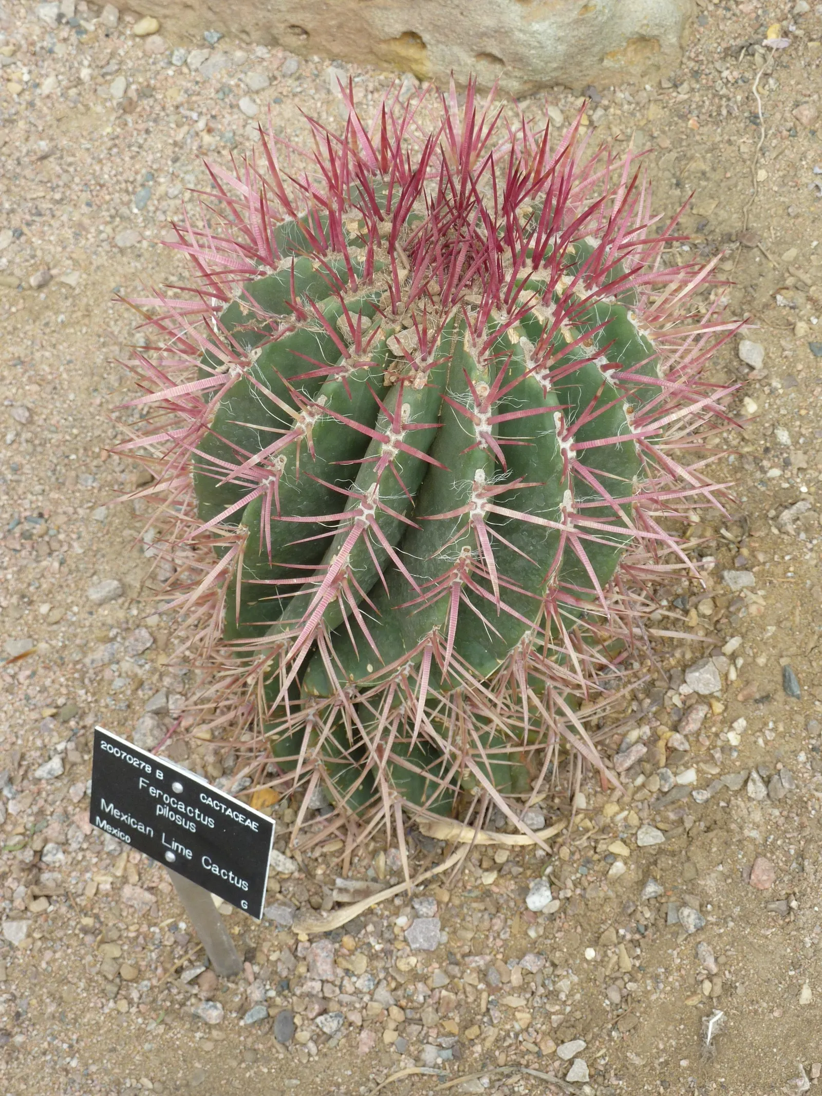 Mexican Fire Barrel (Ferocactus Pilosus) — adding a splash of color upon the spherical silhouette.<br><br>When incorporating F