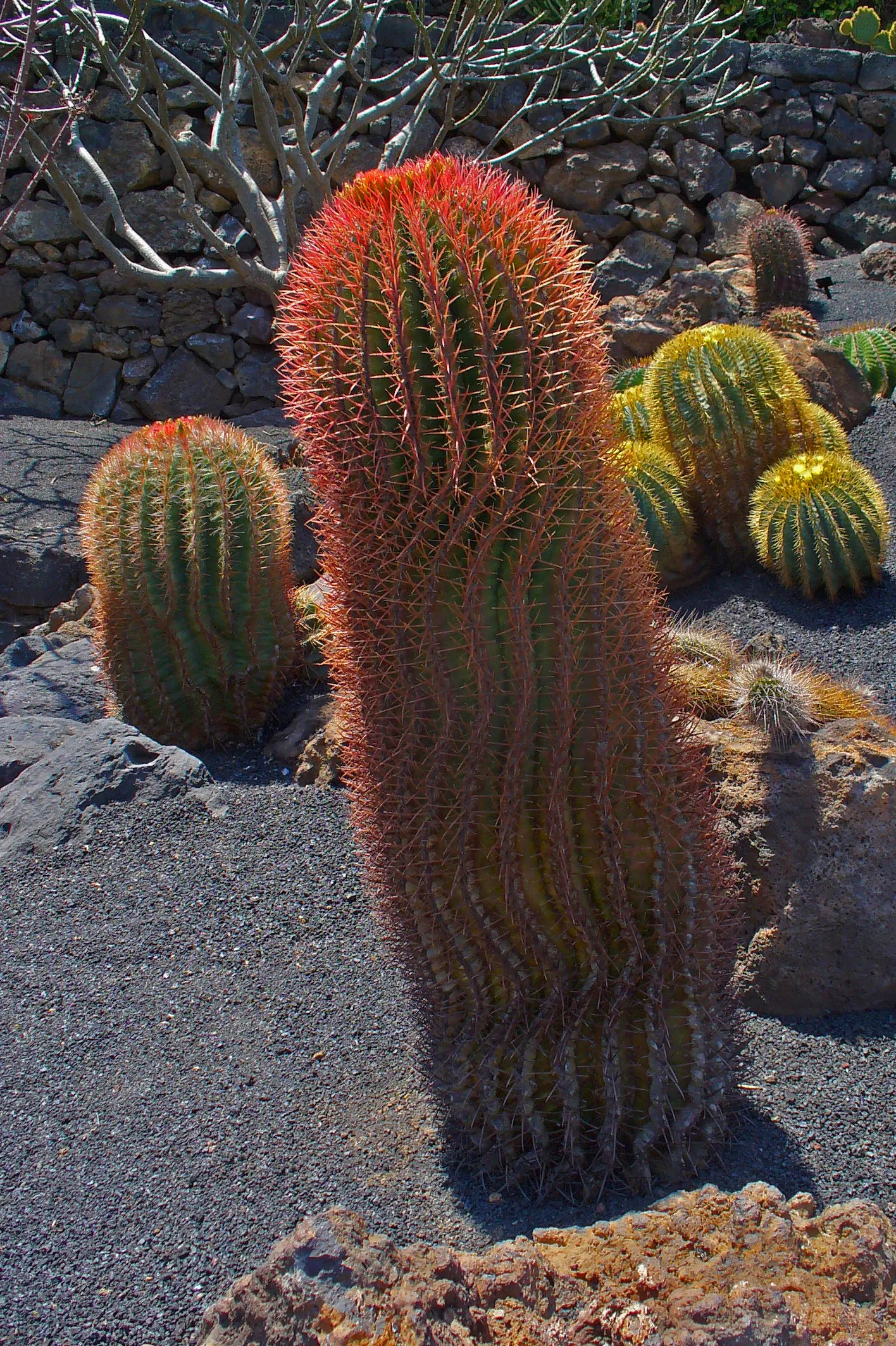 Mexican Fire Barrel (Ferocactus Pilosus) — Native to the arid regions of Northern Mexico; this cactus can endure temperatures down to 20&deg;F, image 98