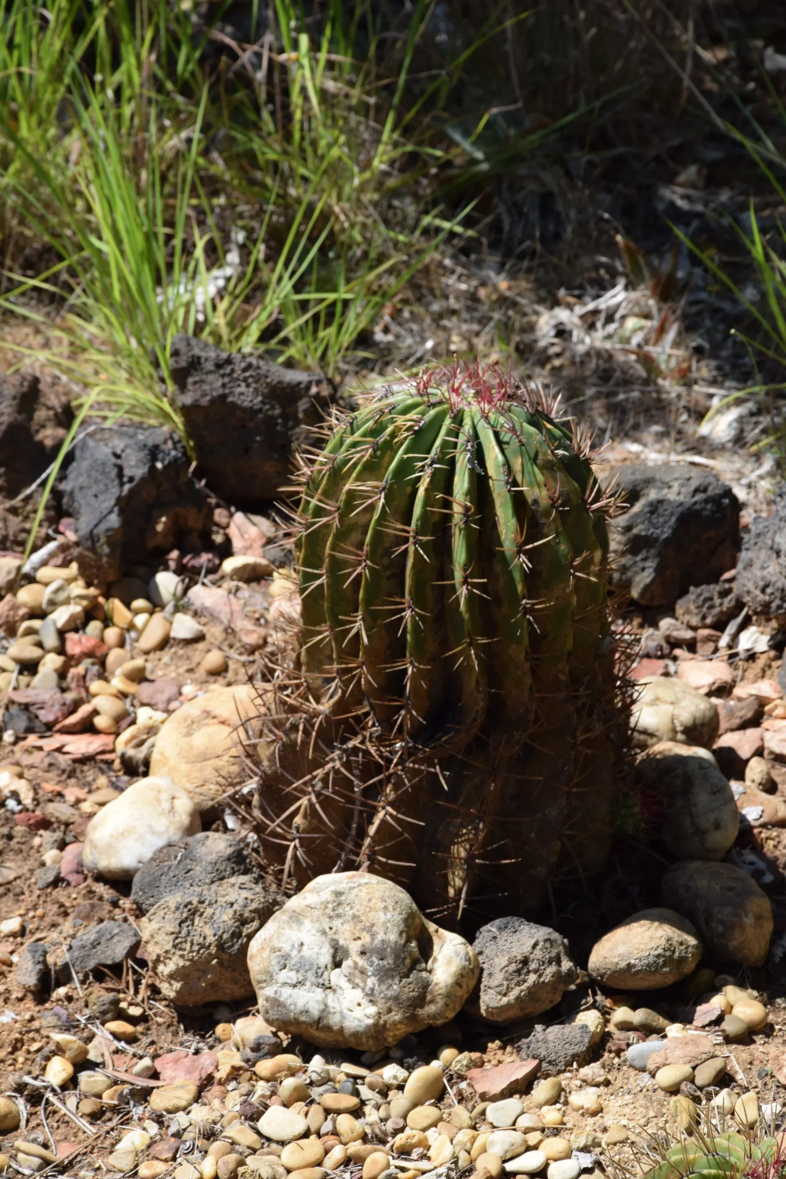 Mexican Fire Barrel (Ferocactus Pilosus) — Its most striking feature is the array of reddish-orange spines that cover the cactus; this specimen, image 100