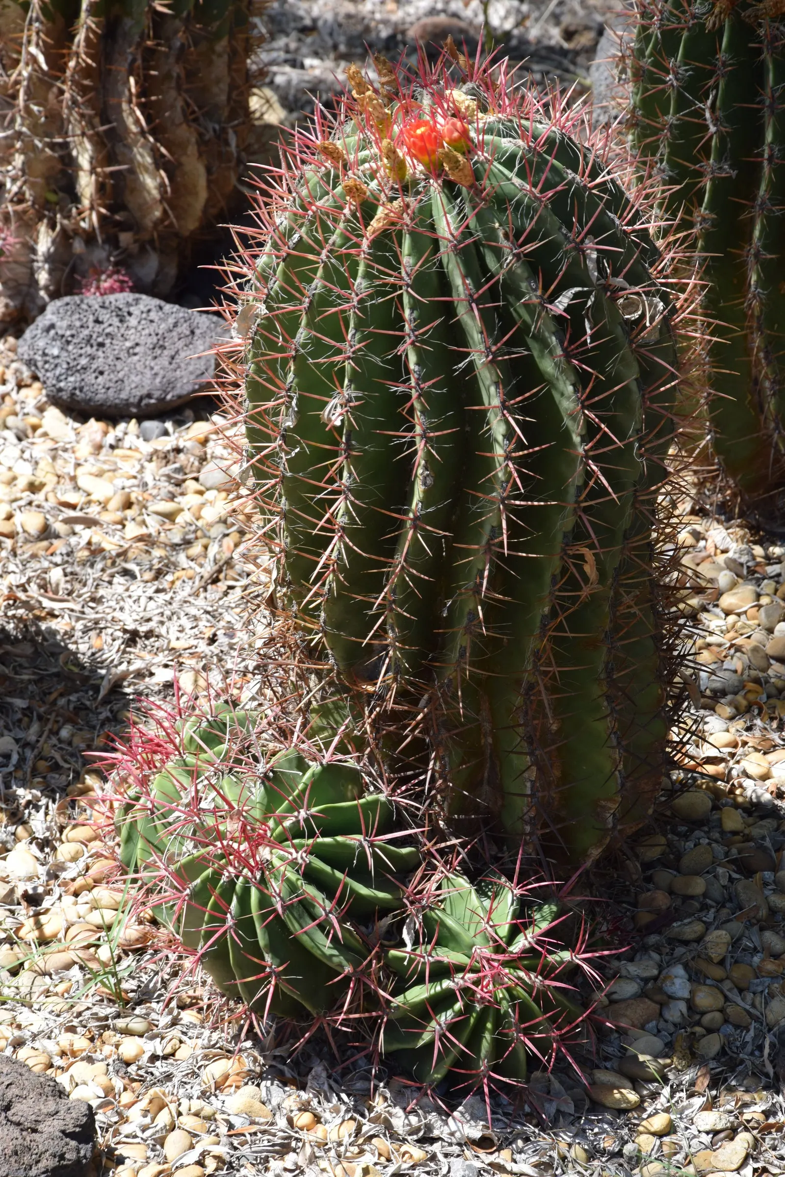 Mexican Fire Barrel (Ferocactus Pilosus) — Inform your client that apart from occasional watering during extreme drought and the rare need for pruning